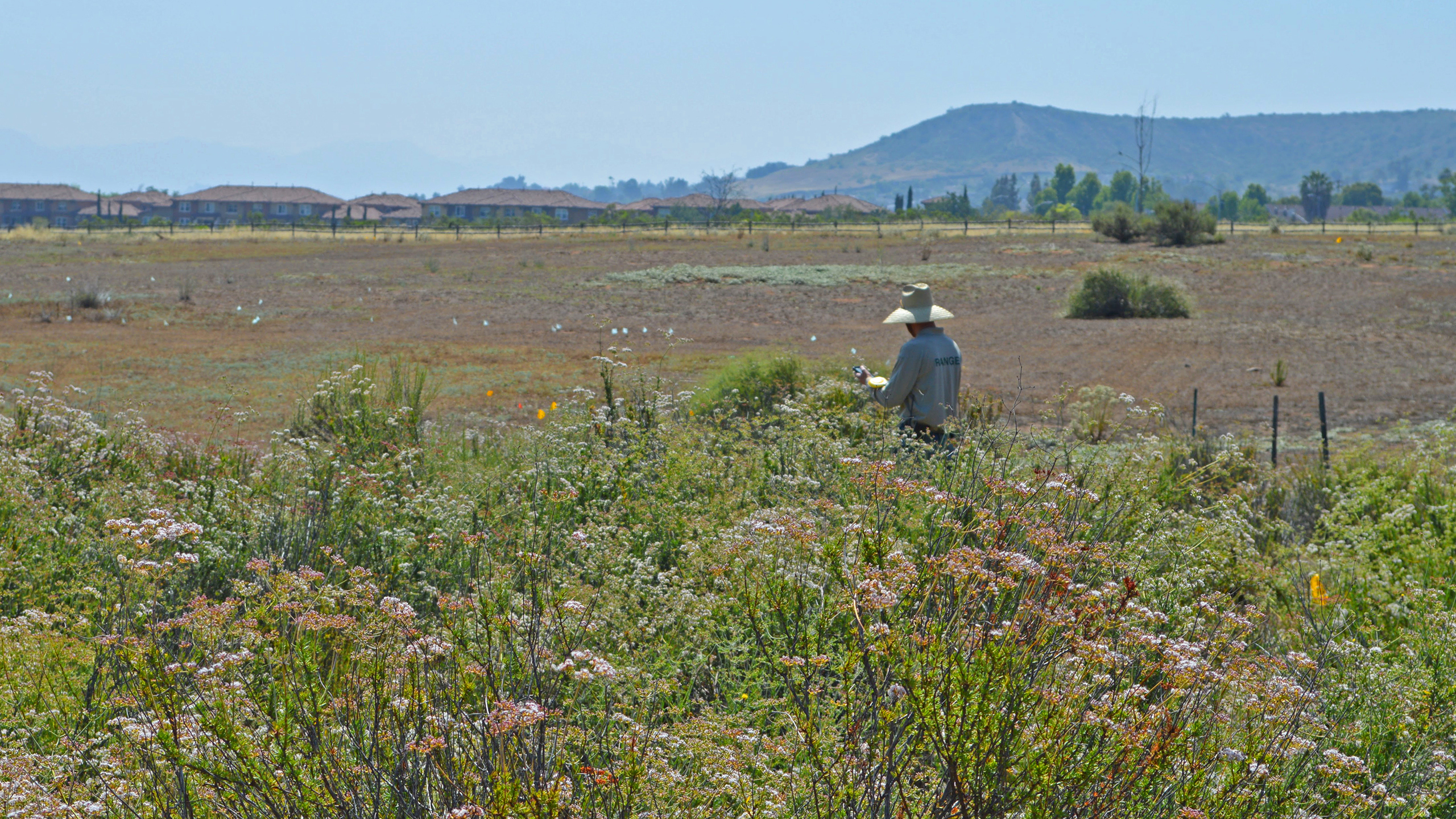 Mountain Yellow-Legged frog release at Bear Creek.