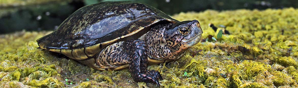 Sycuan Peak Ecological Reserve pond turtle