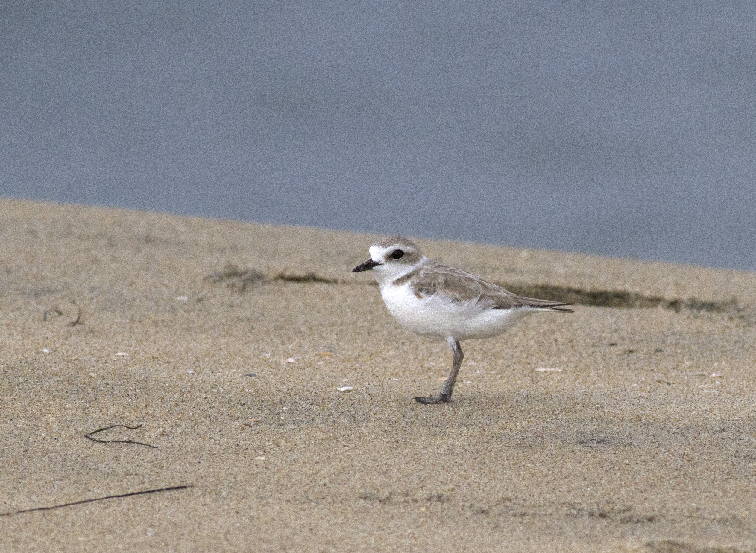 Western Snowy Plover Standing, Imperial Beach_PJ_Falatek.jpg