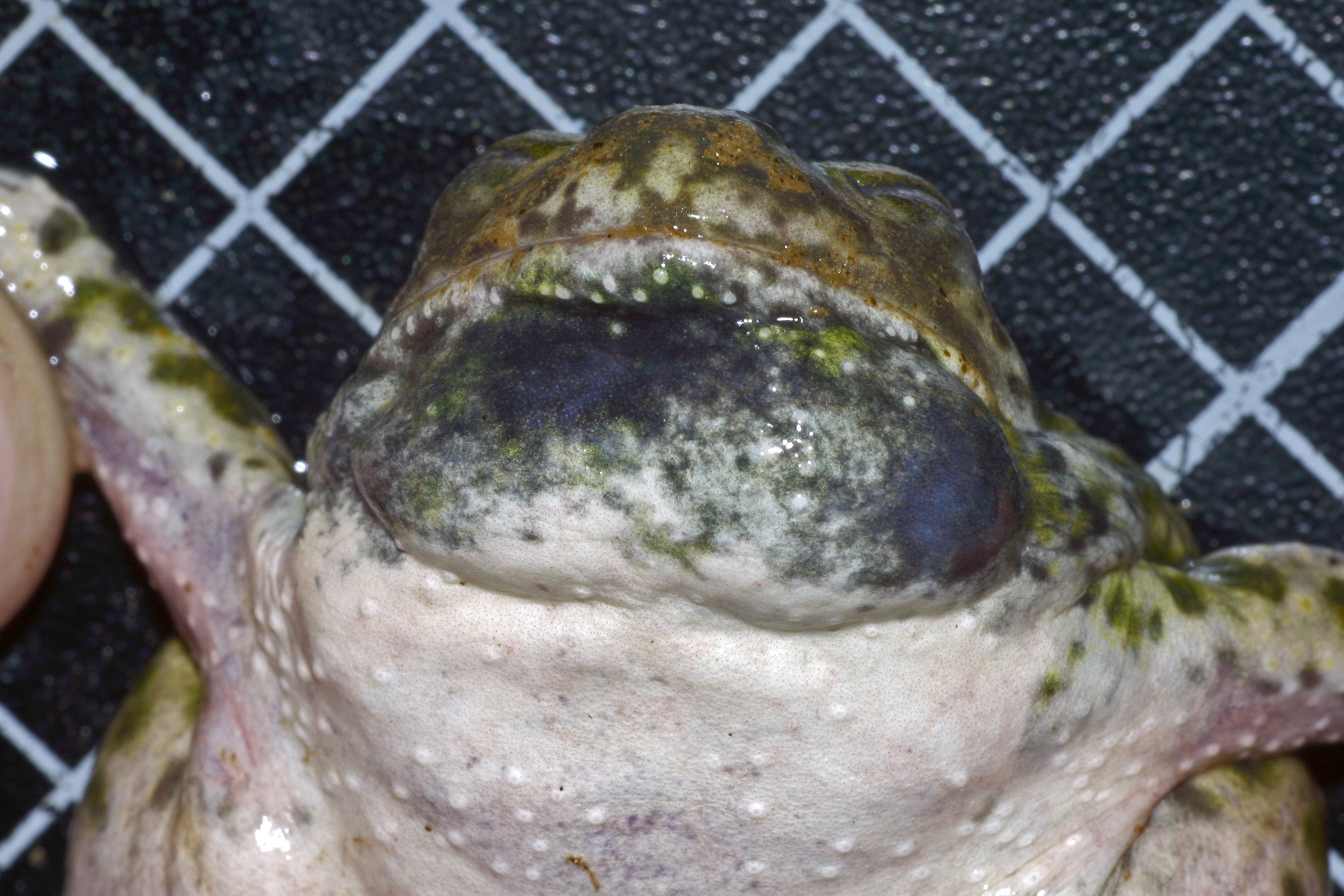 MaleSpadeThroats0006.jpg