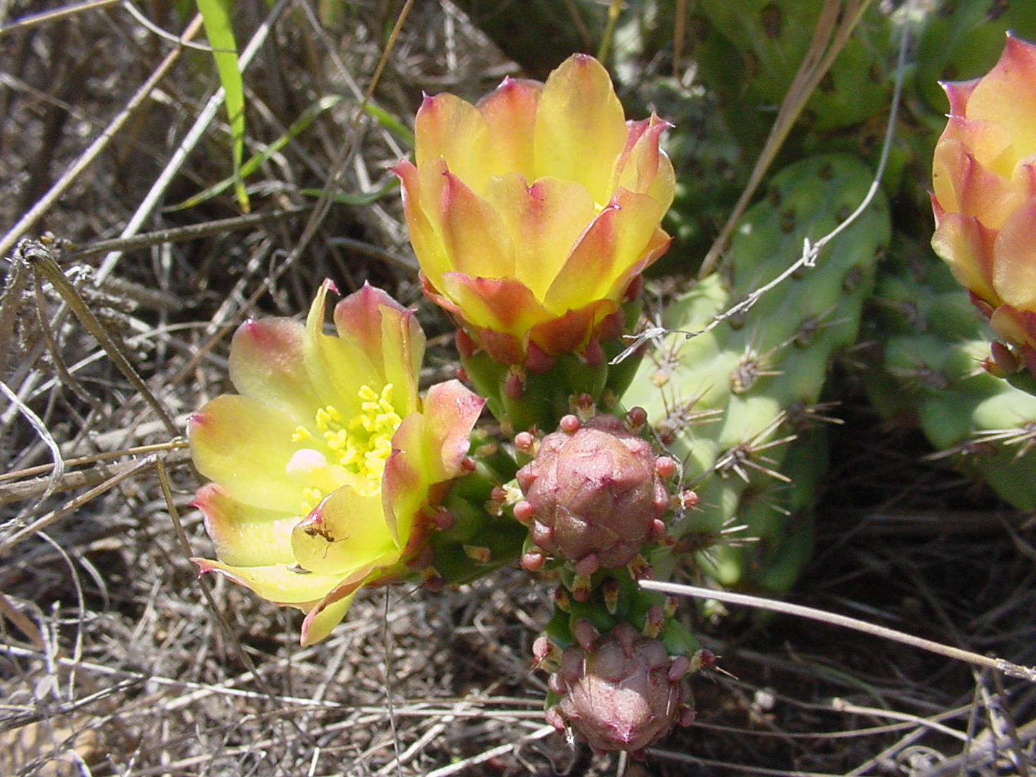 Snake cholla 12 May 2006 008.jpg