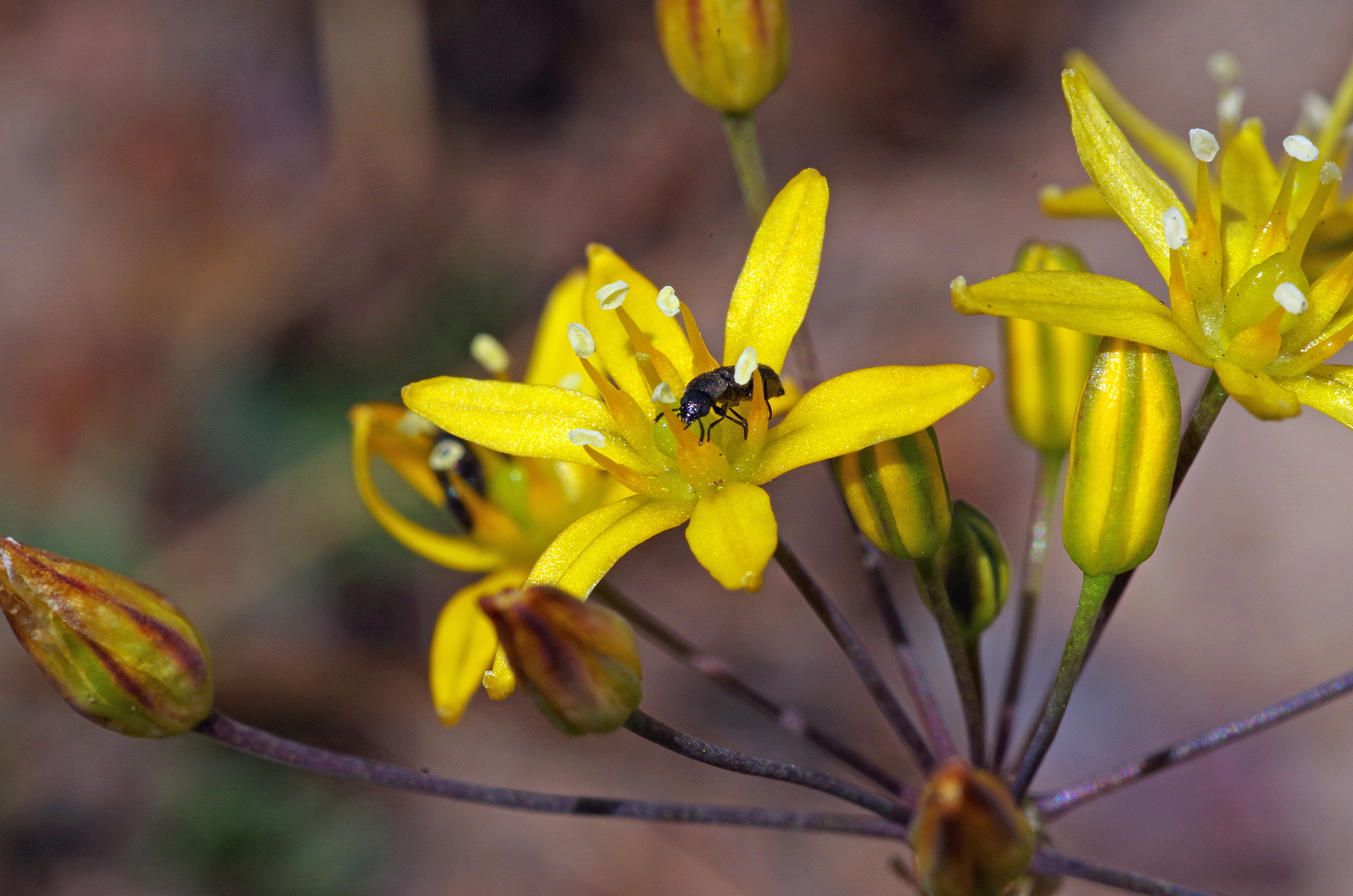 Bloomeria clevelandii_03_PRG.jpg