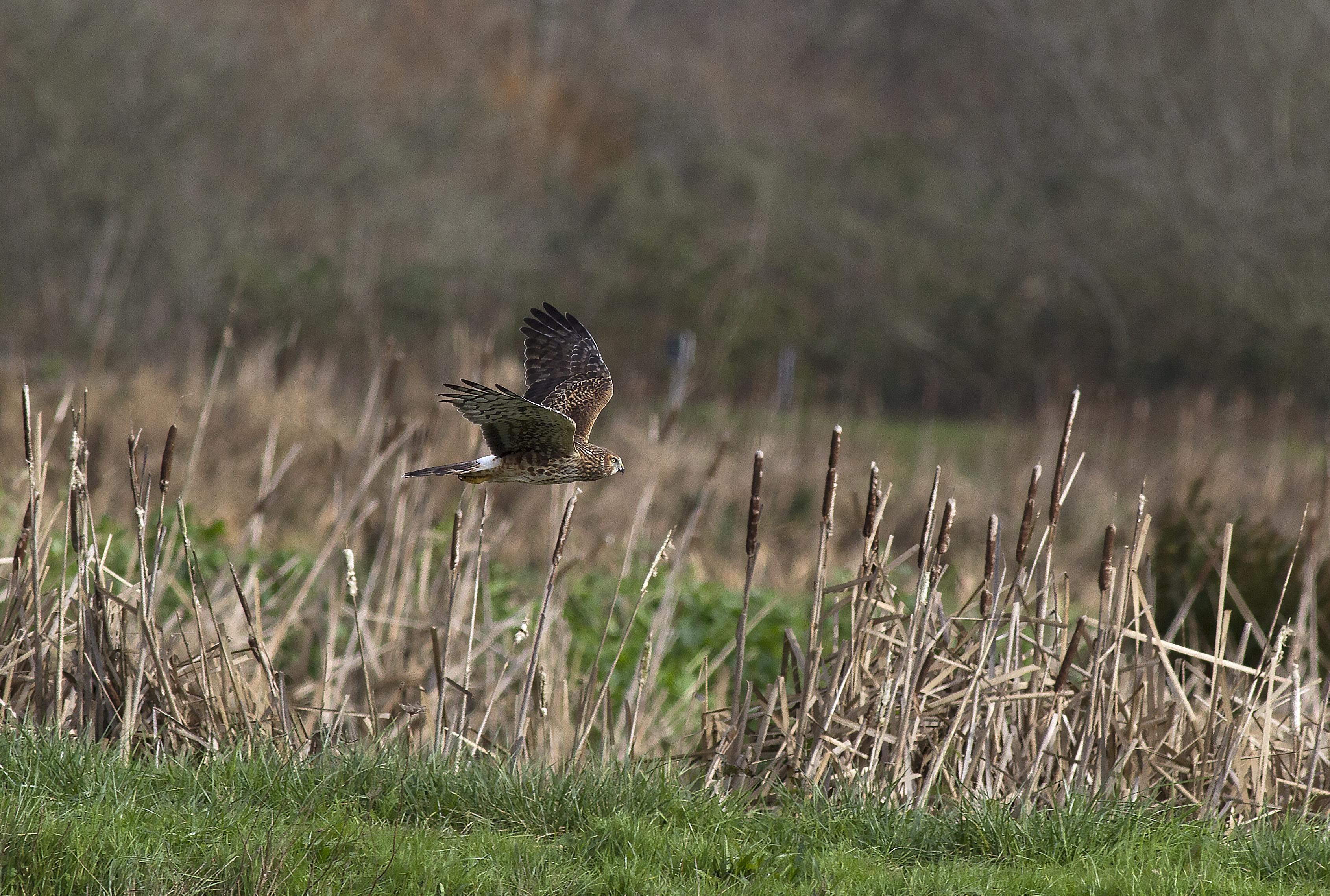 Northern Harrier, Arcata,CA _PJ_Falatek.jpg