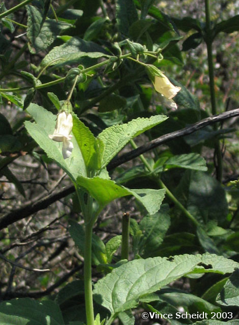 Copright_Vince_Scheidt_2003_heart-leaved_pitcher_s