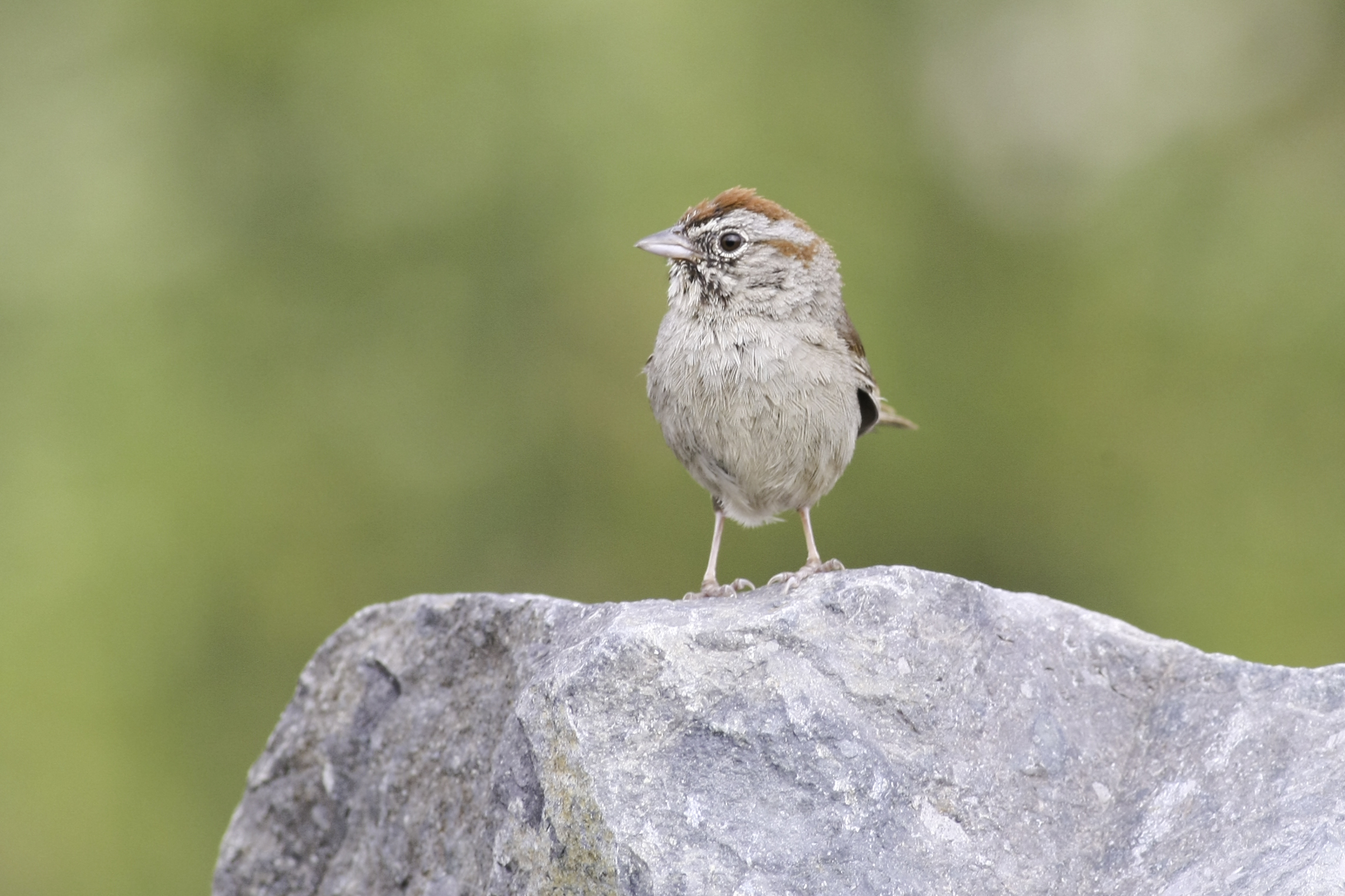 SoCal_Rufous-crownedSparrow_MissionTrails_AlexHouston.jpg