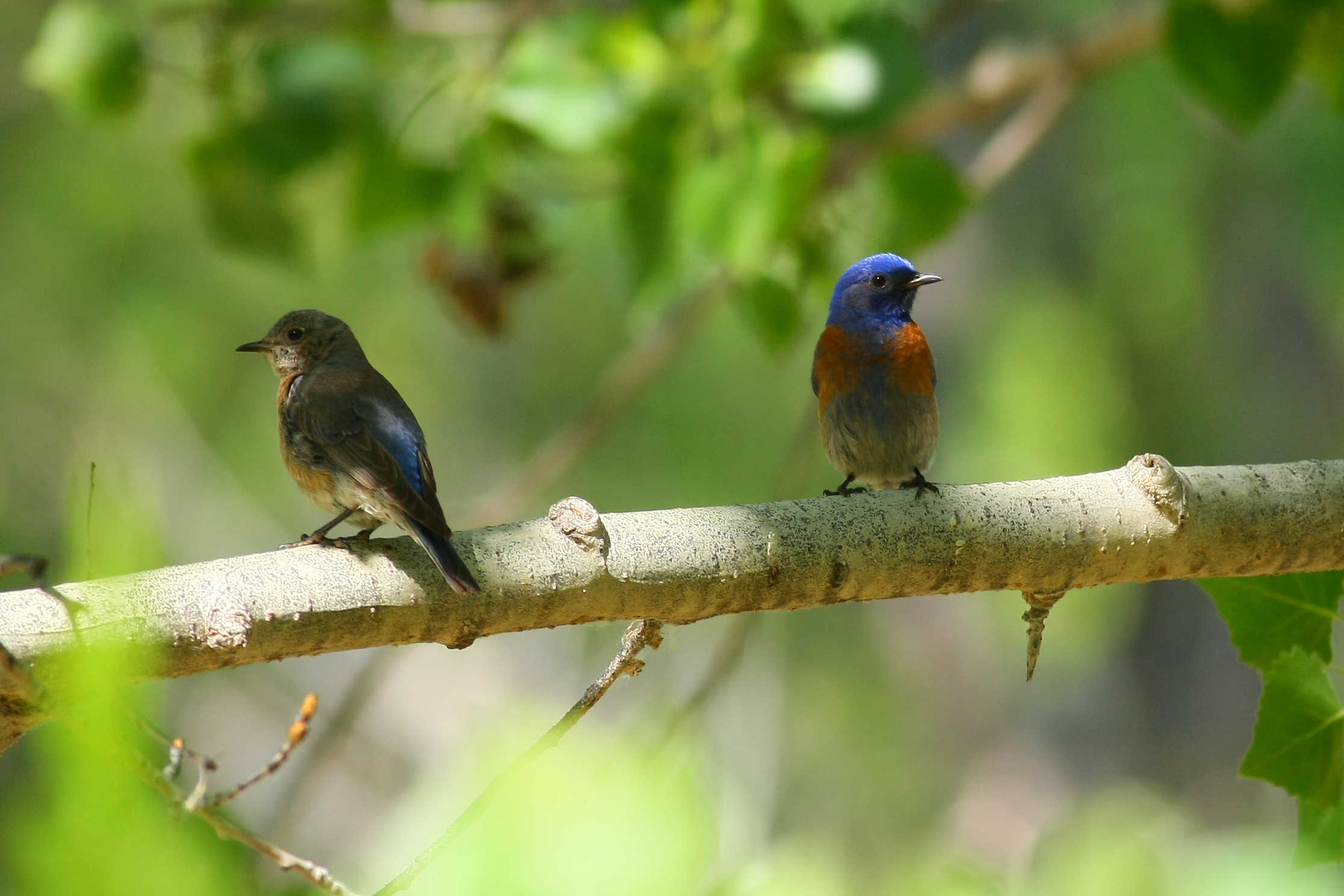 Western Bluebirds-1979_AlexHouston.jpg