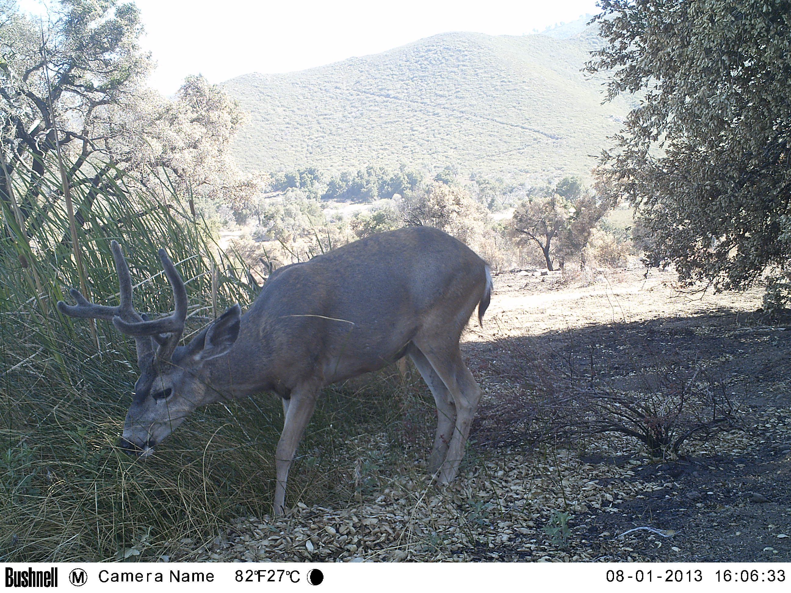 cdfw_smd_buck_01_Courtesy_RandyBotta_CDFW.JPG