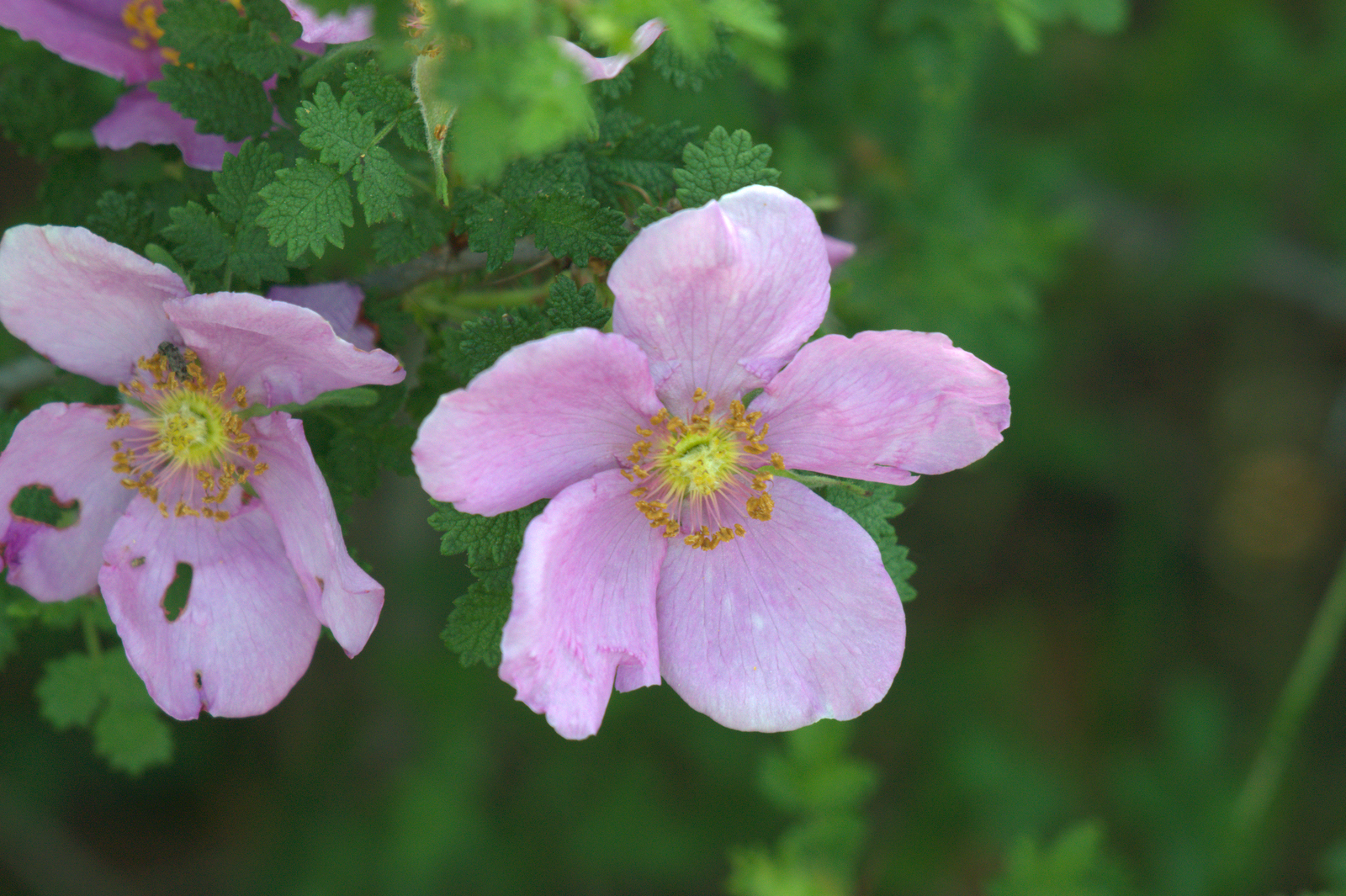 Small-leaved rose 3.jpg