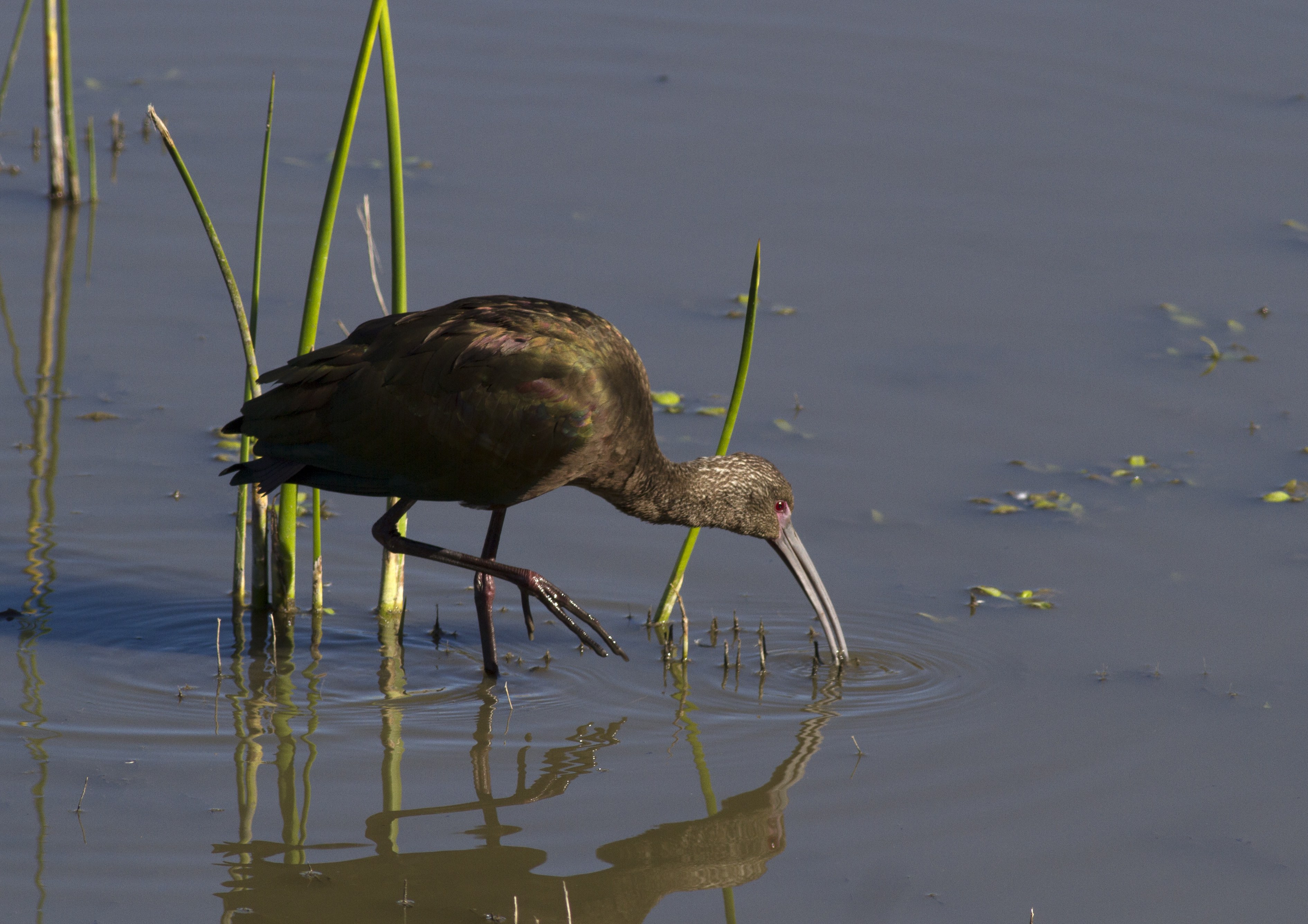 White-faced Ibis, Irvine, CA_PJ_Falatek.jpg
