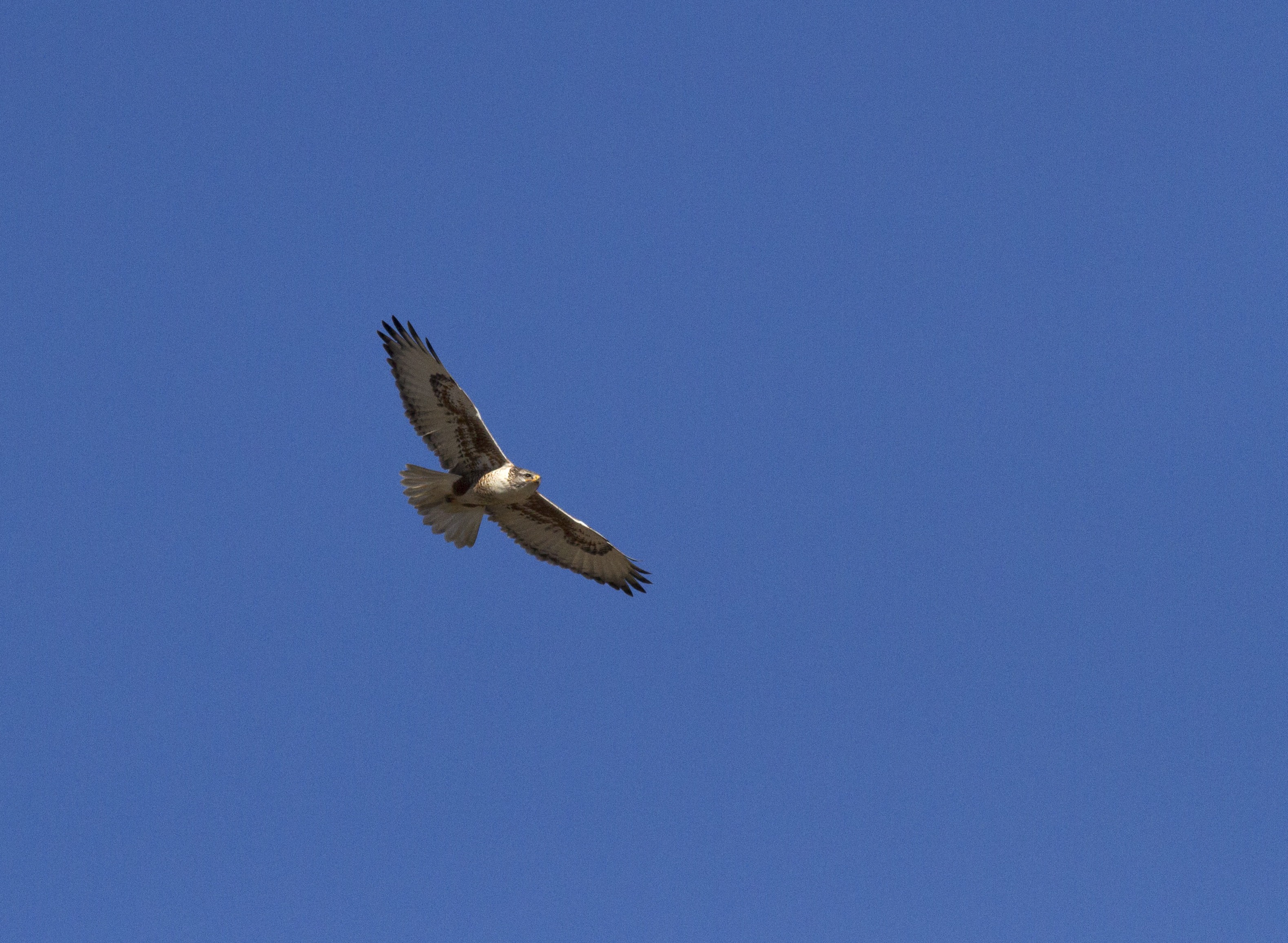 Ferruginous Hawk, SJWA Riverside County CA_PJ_Faletek.jpg