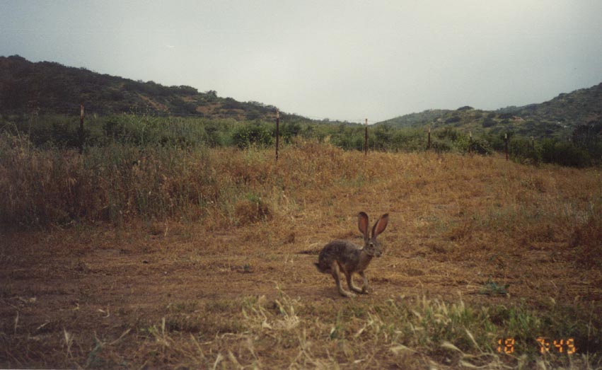 BT_jackrabbit_USGS_remote_camera.jpg