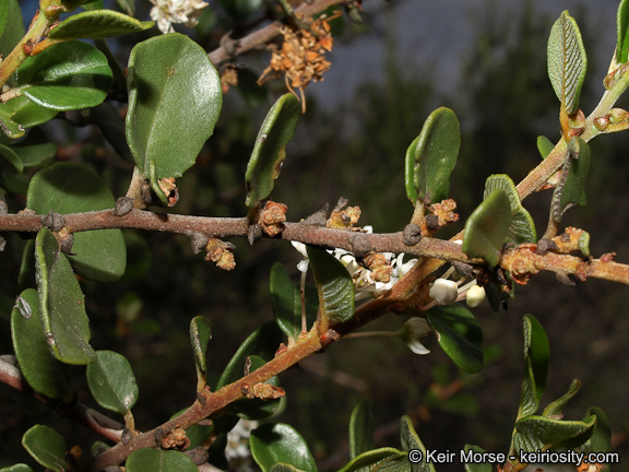 Ceanothus_verrucosus_1_KeirMorse.jpeg