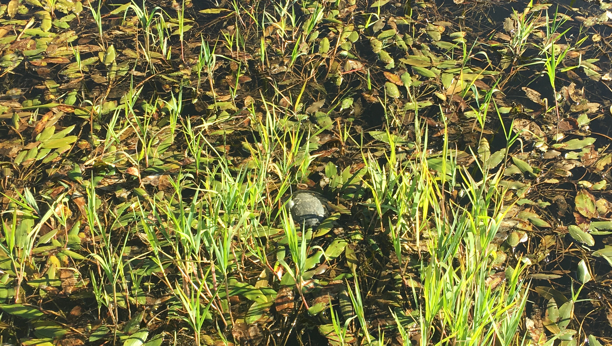 BaskingTurtleHcrop_7920.jpg