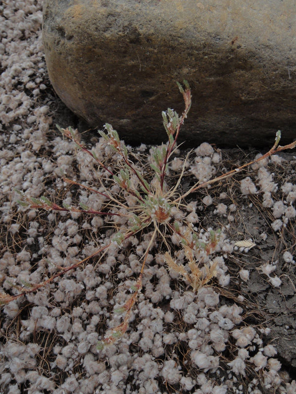 California_orcutt_grass_AnnaBennett_2013_ii.jpeg