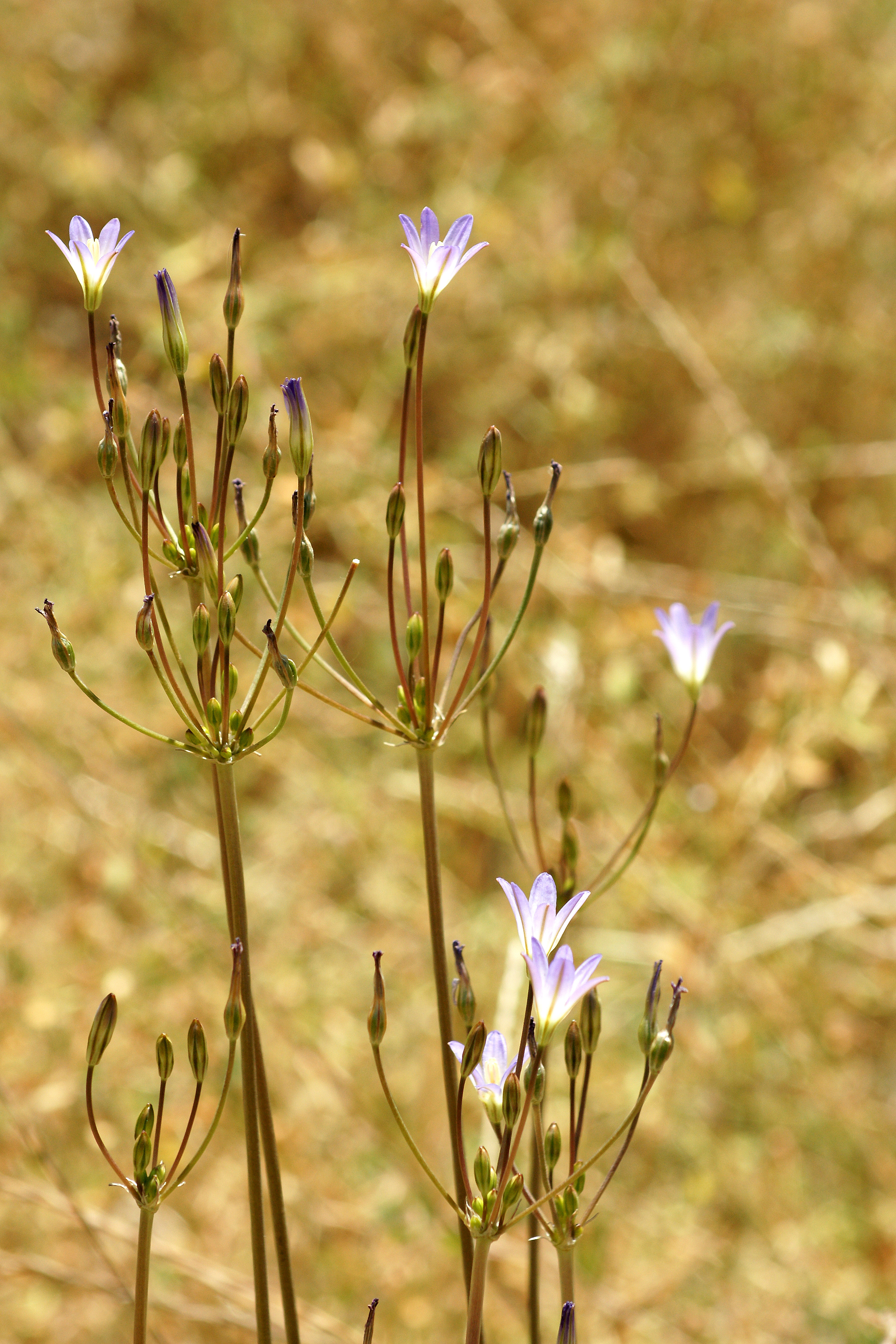 Orcutt's Brodiaea.JPG