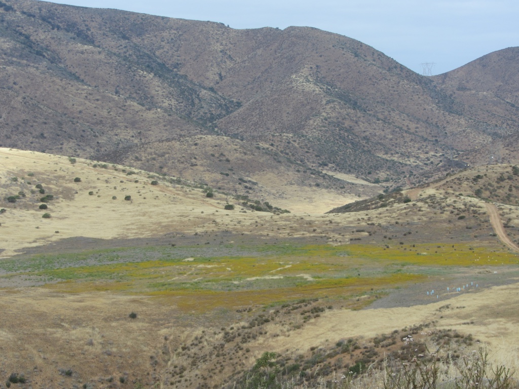 wildflower field in treated area from afar 1.jpg