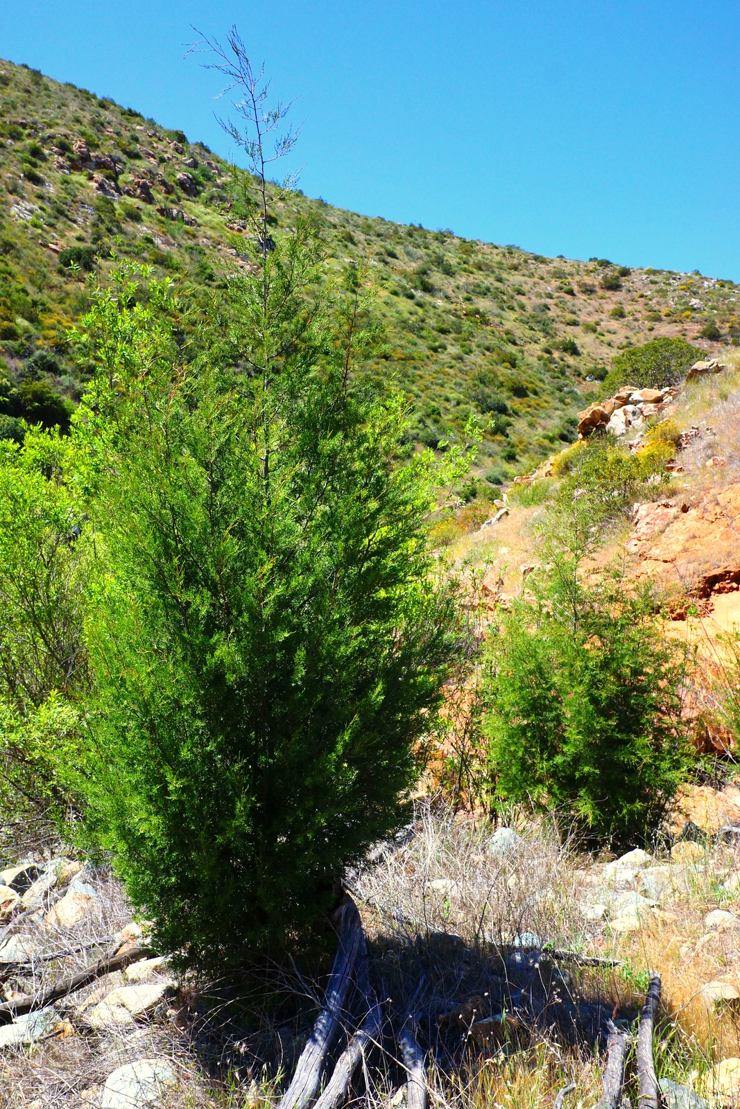 Tecate Cypress 2.JPG