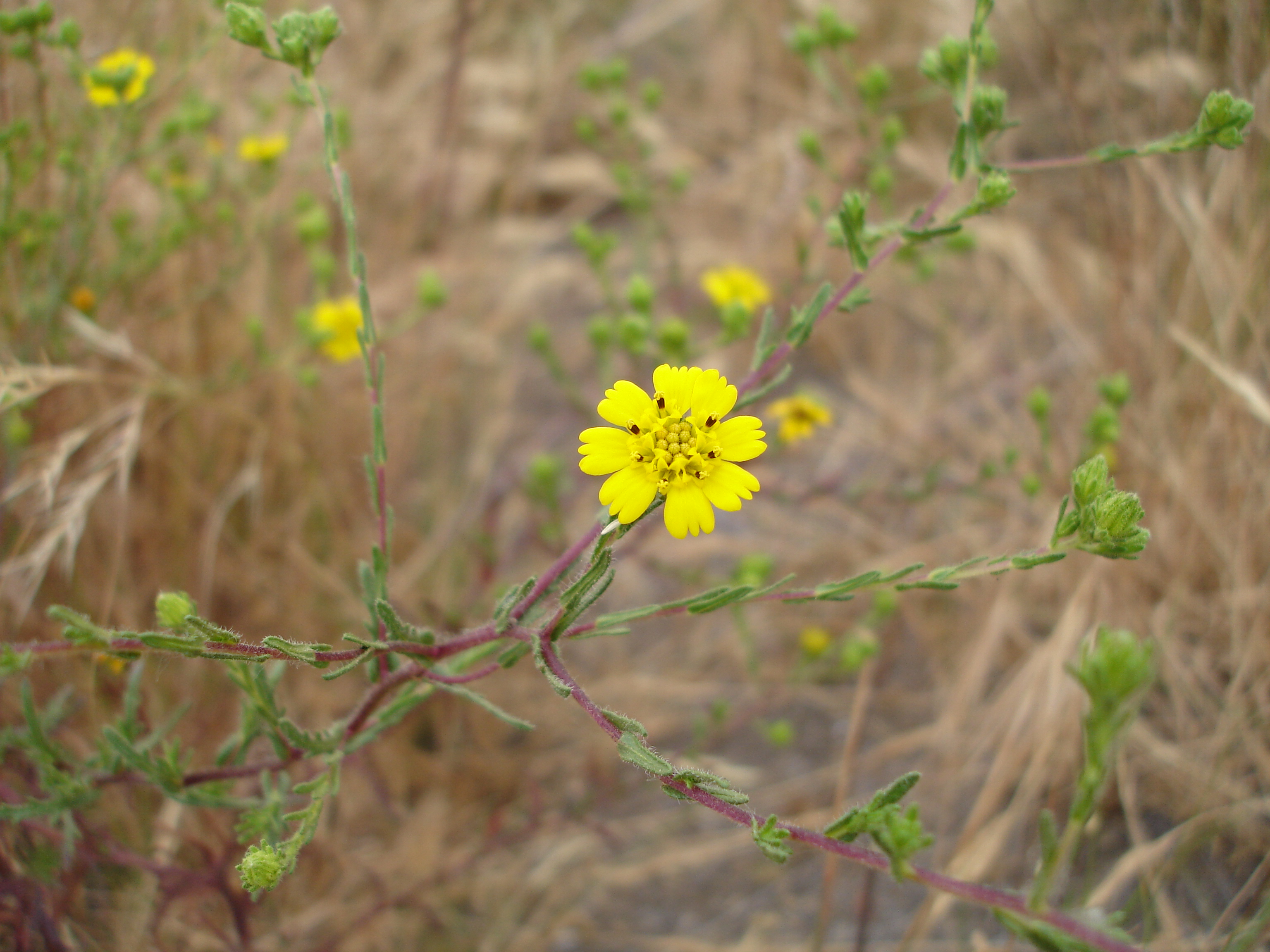 tarplant shinohara 15 May 2008 02.JPG