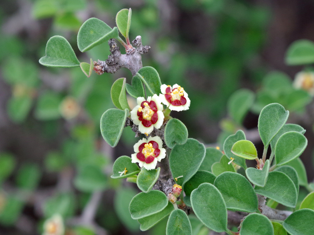 EUMI_PGR_resized_cliff_spurge.jpg