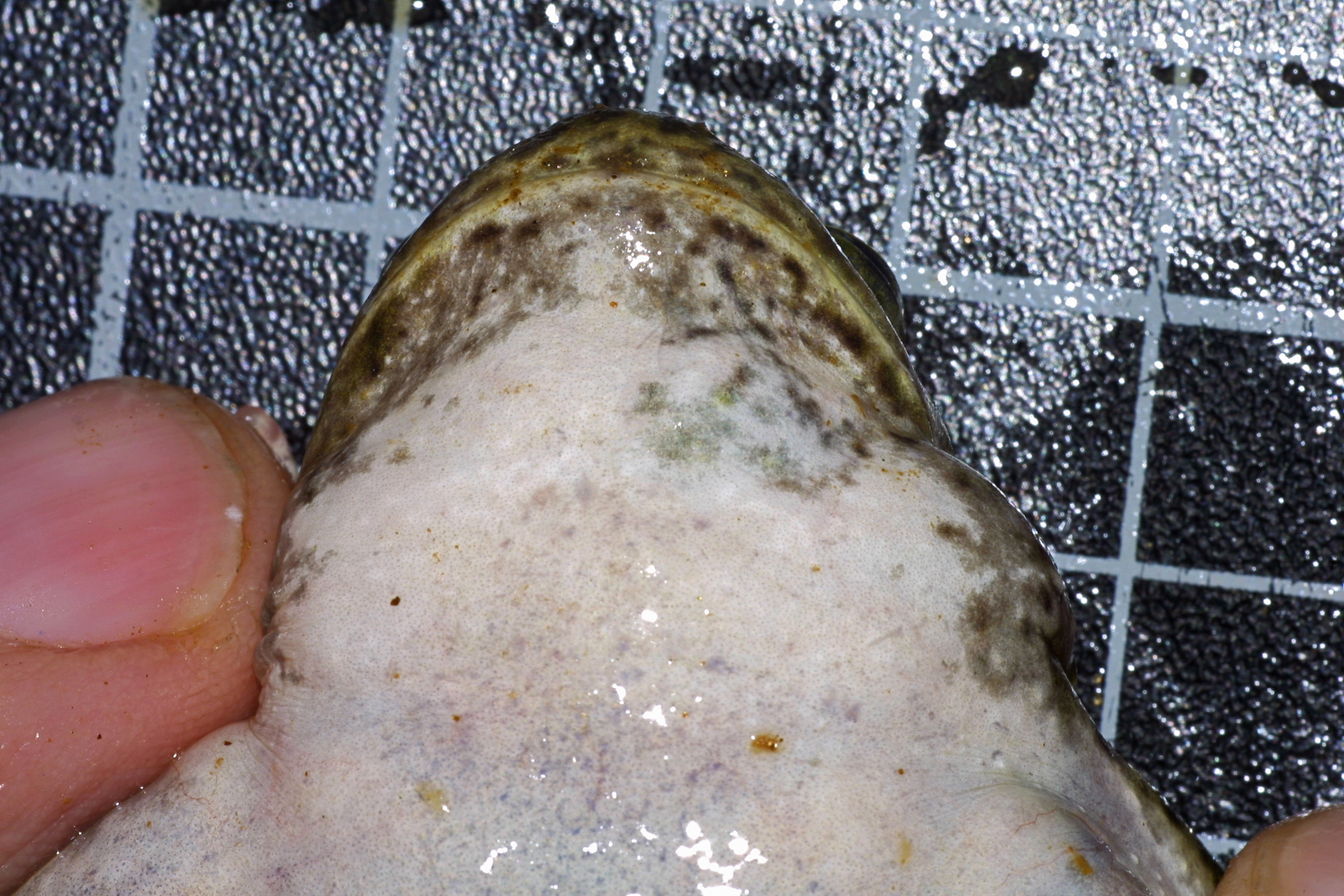 FemaleSpadeThroats0011.jpg