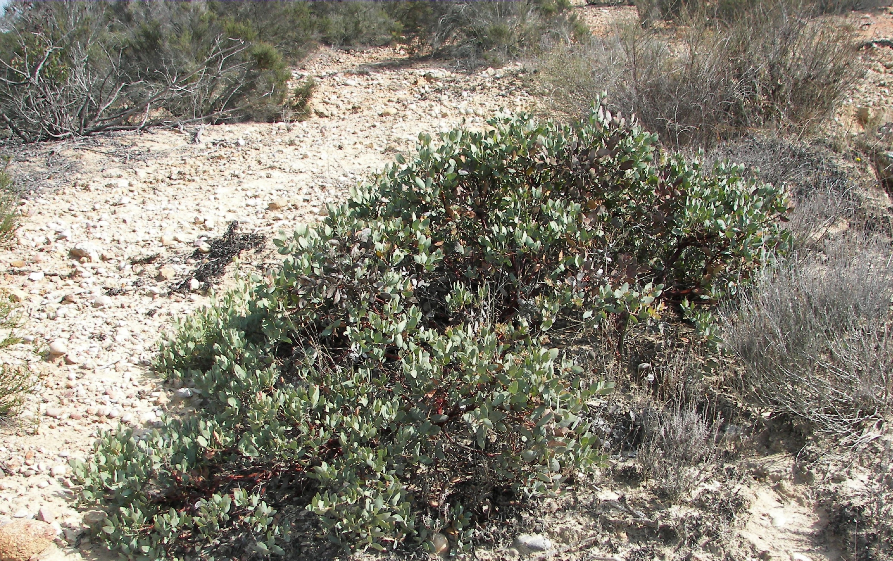 Del Mar manzanita_cropped.jpg