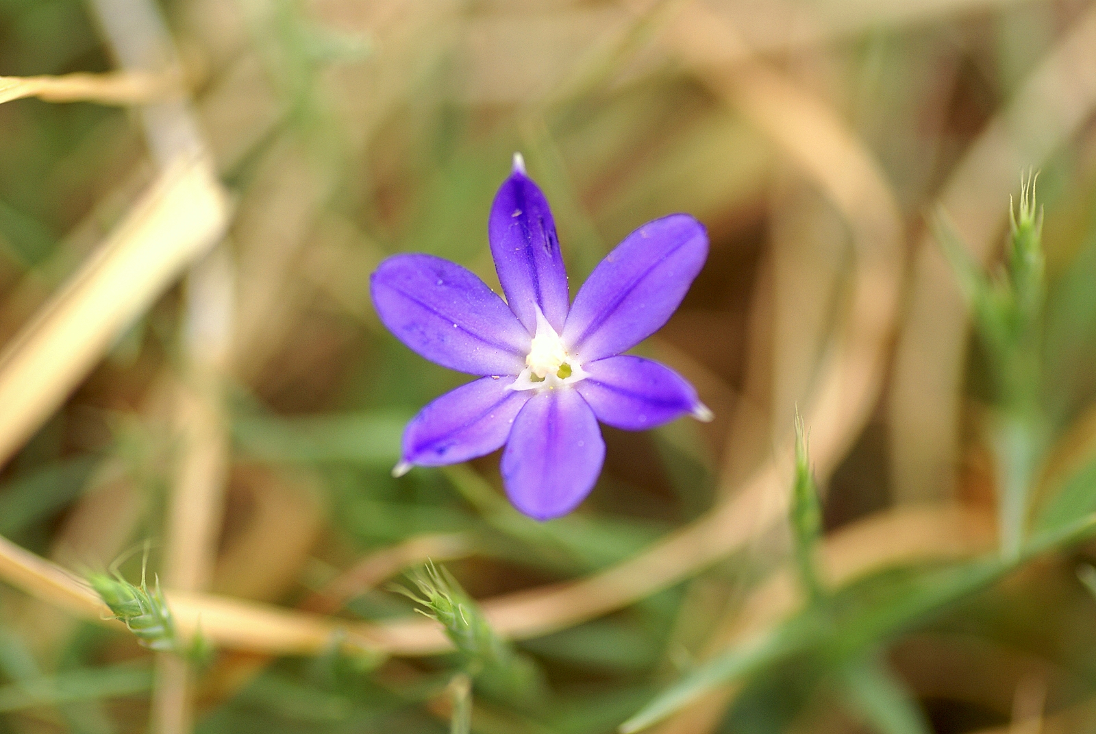 Thread-leaved brodiaea.JPG