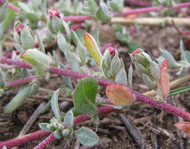 copyright2009_AndrewBorcher_Coulter's_saltbush.jpeg