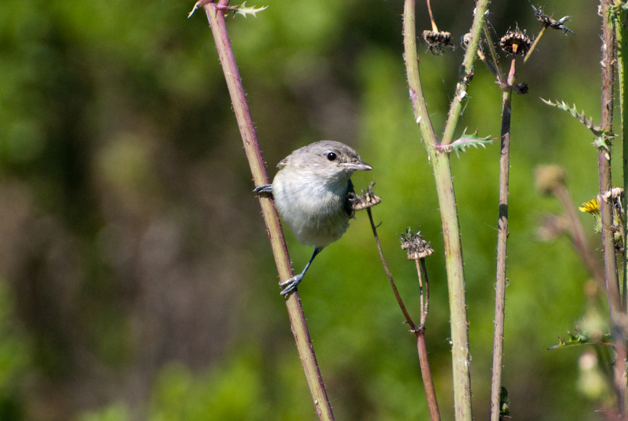 leastBellsvireo2_AlexHouston.jpg