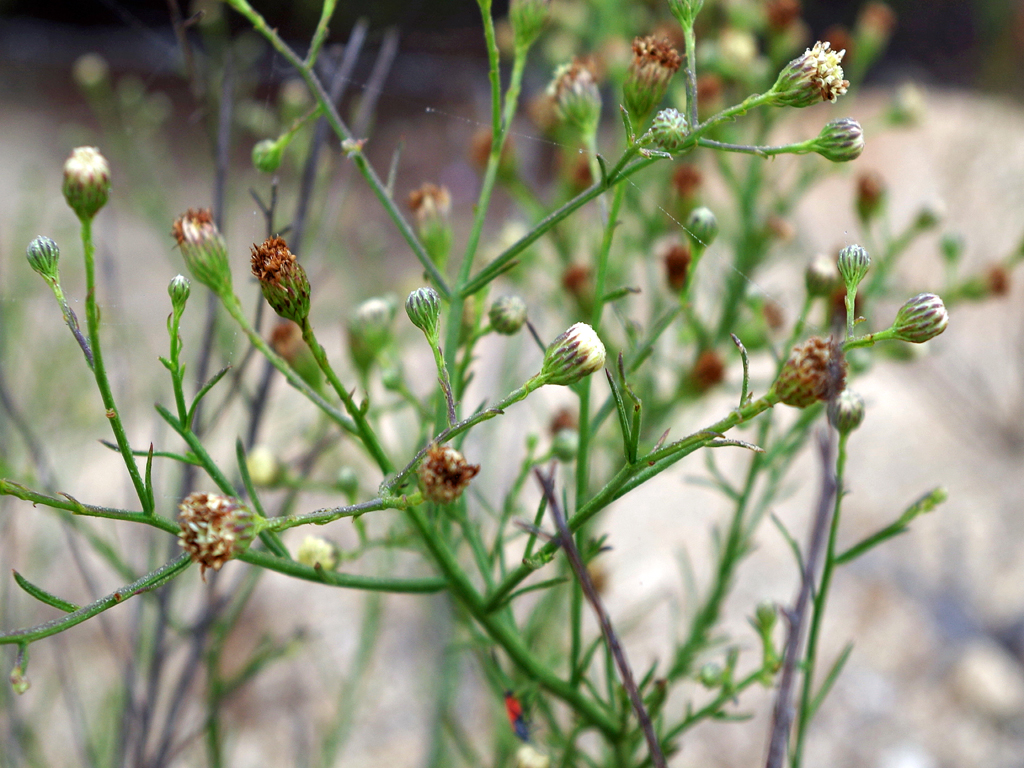 BAVA_female_PGR_Encinitas_baccharis.jpg