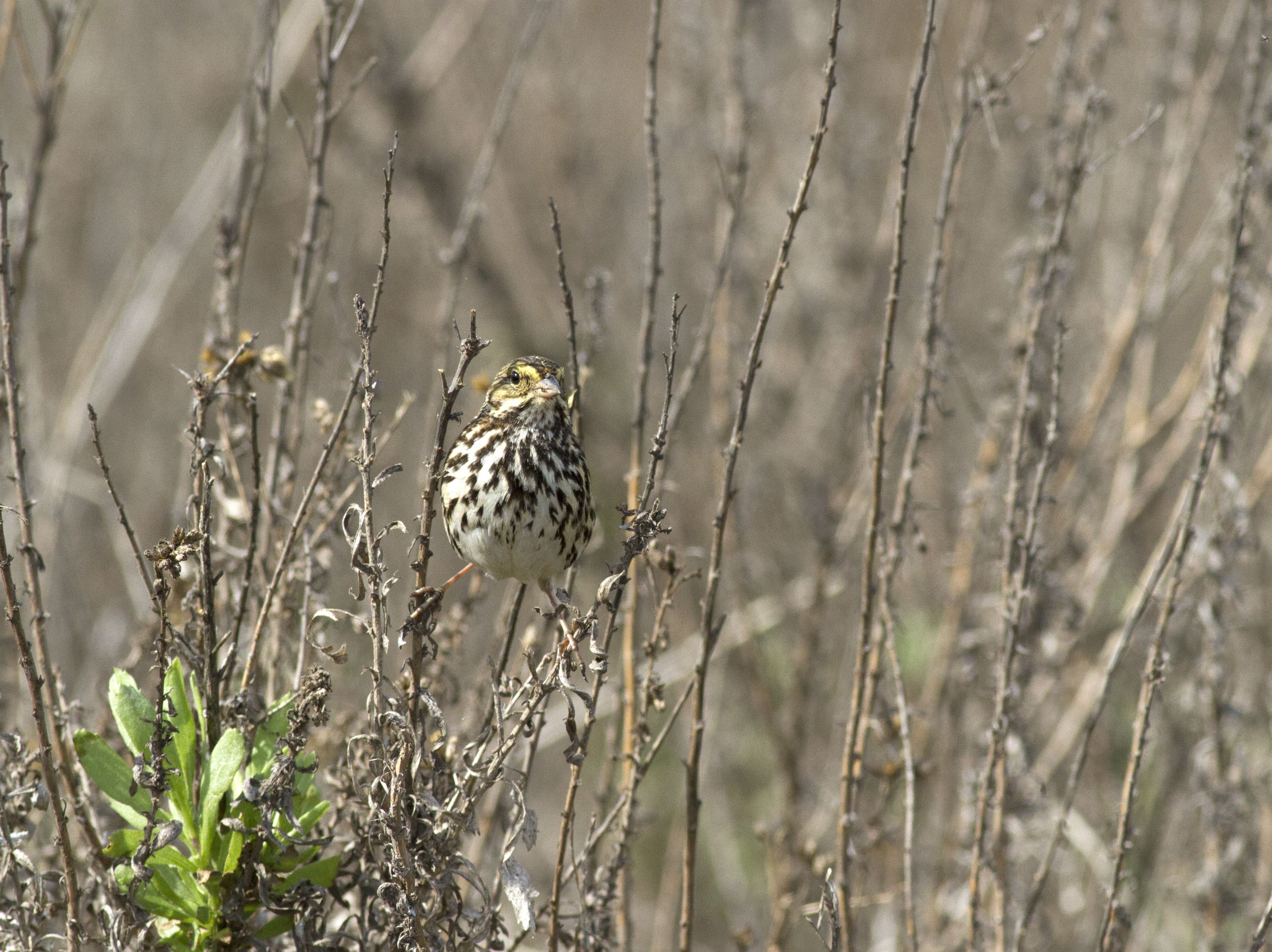 Belding's Savannah Sparrow, San Elijo_PJ_Falatek.jpg