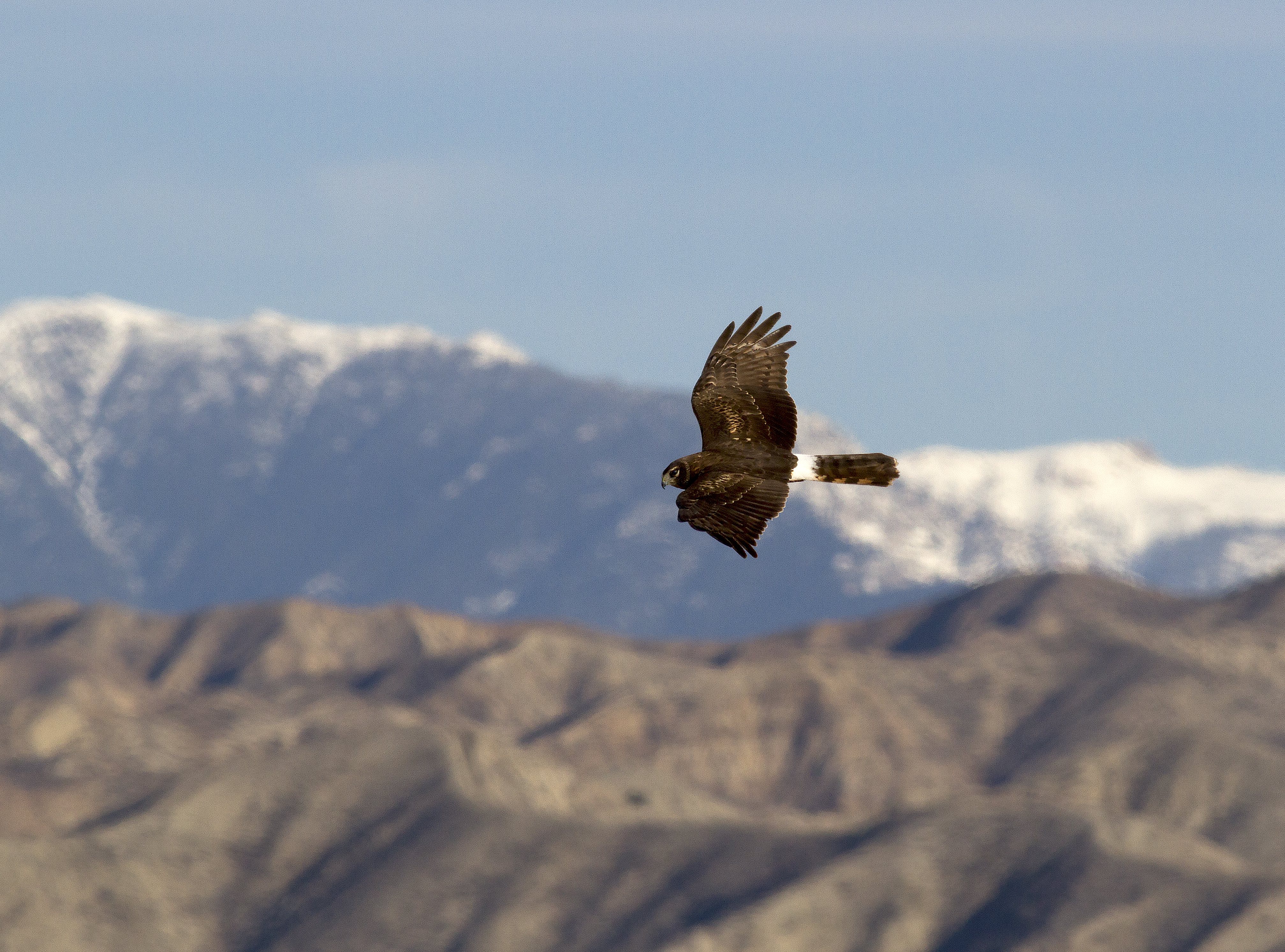 Northern Harrier SJWA Riverside County, CA_PJ_Falatek.jpg