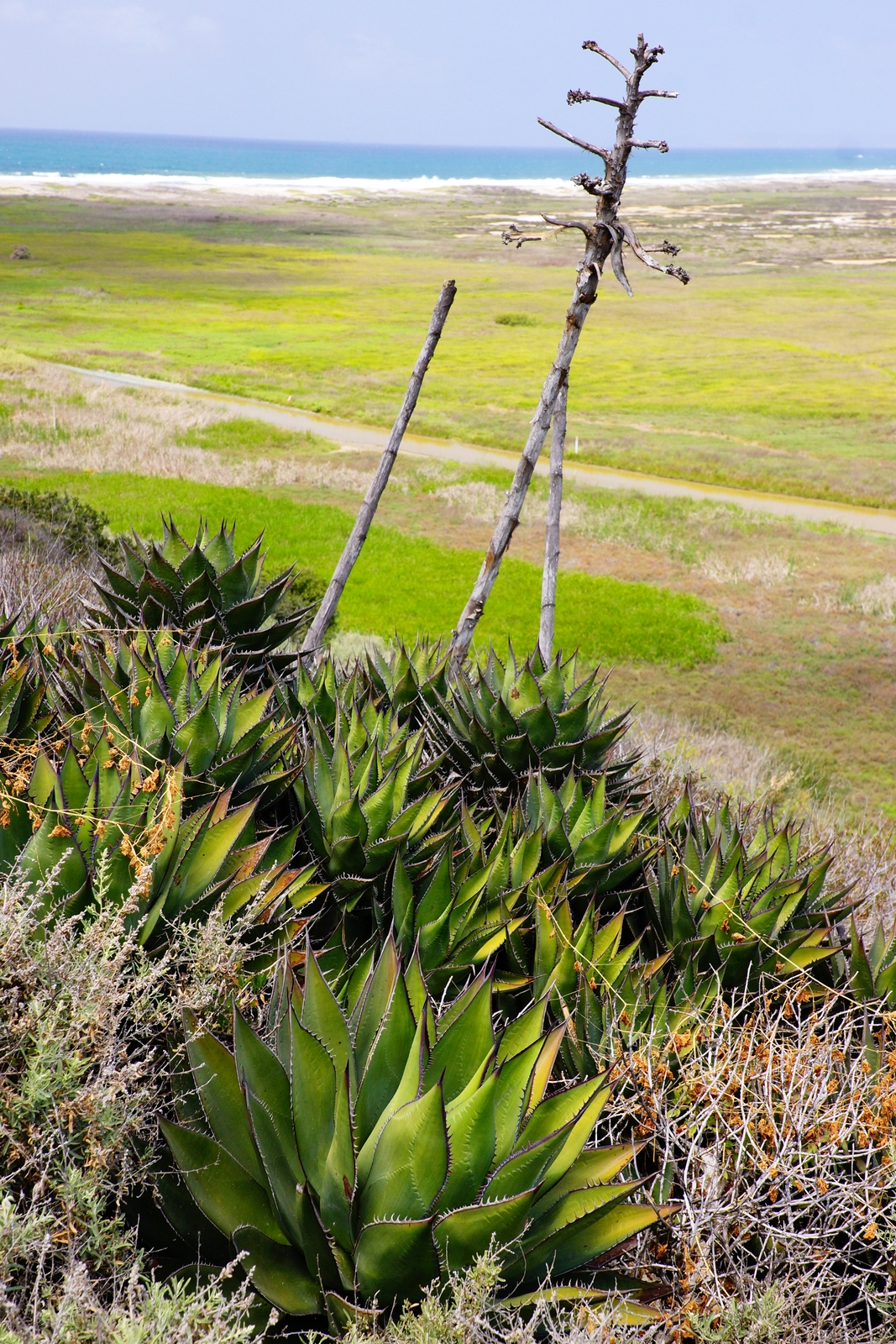 Shaw's agave.JPG