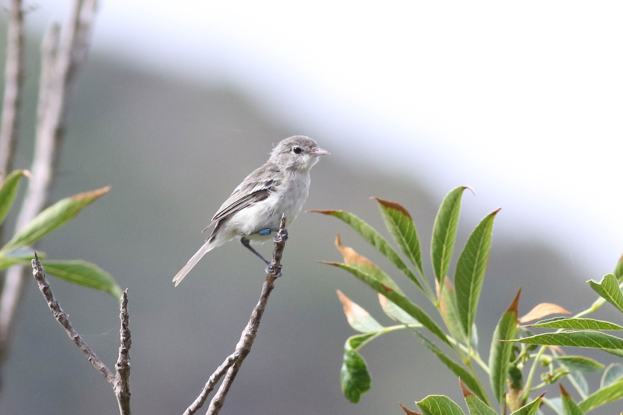 LeastBellsVireo3_AlexHouston.jpg