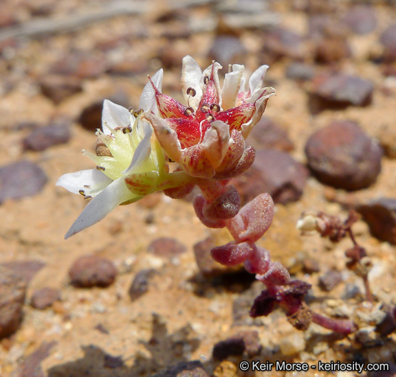 Dudleya_brevifolia_1_KeirMorse.jpeg