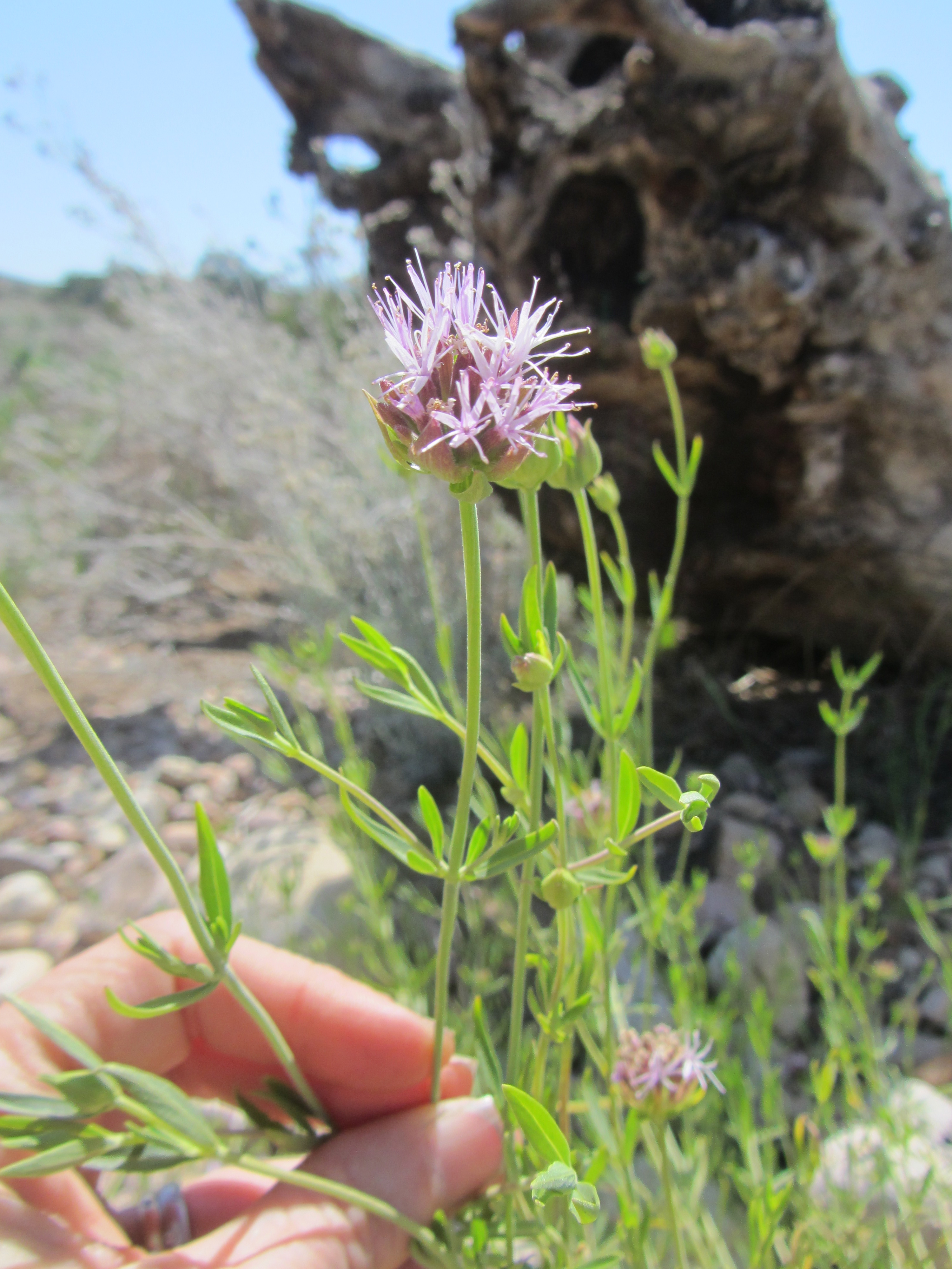 Close up Monardella flower.jpg