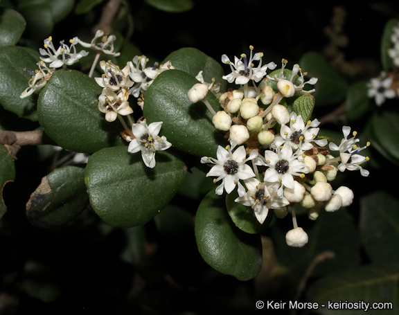 Ceanothus_verrucosus_2_KeirMorse.jpeg