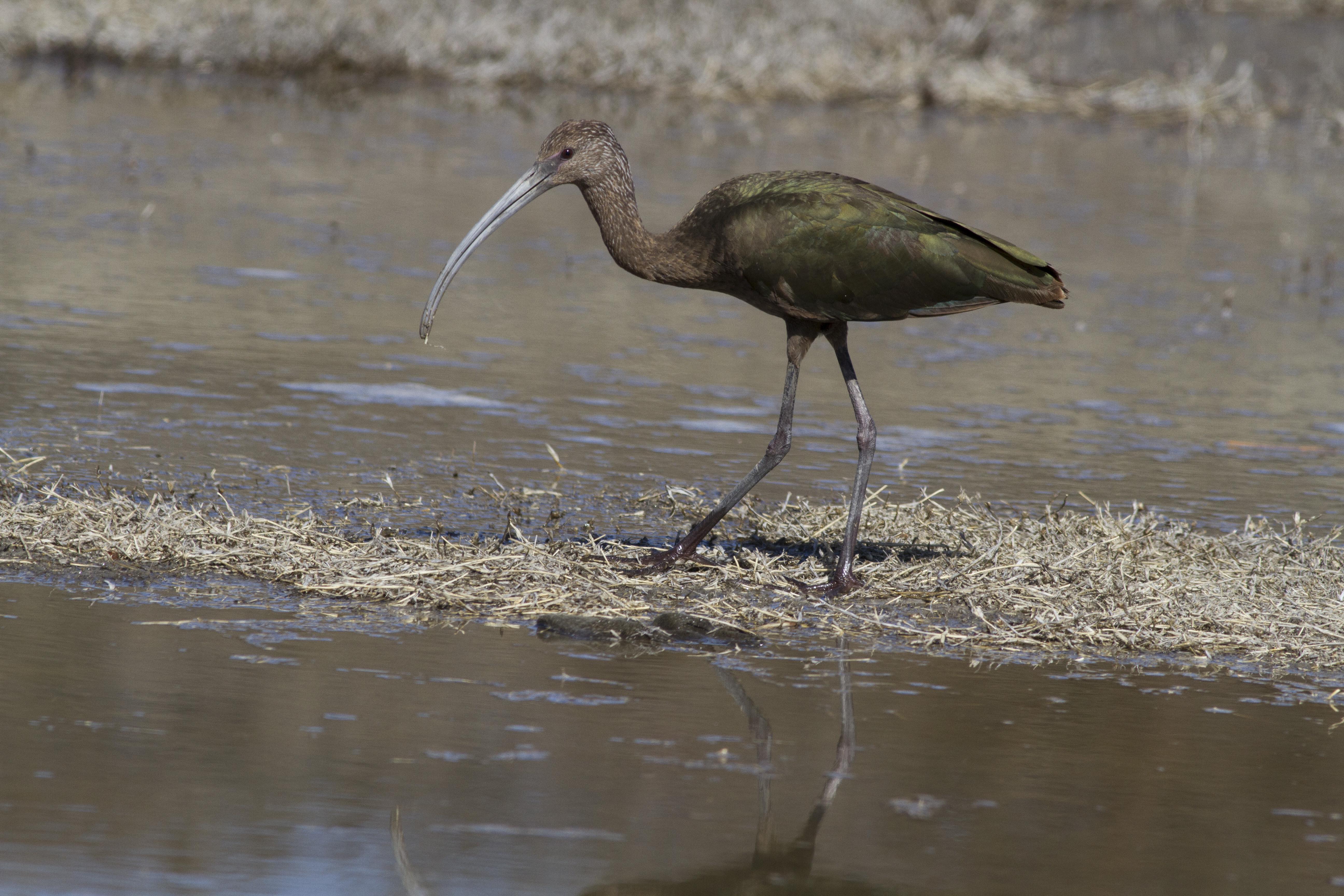 White-faced Ibis, SJWA Riverside County, CA_PJ_Falatek.jpg