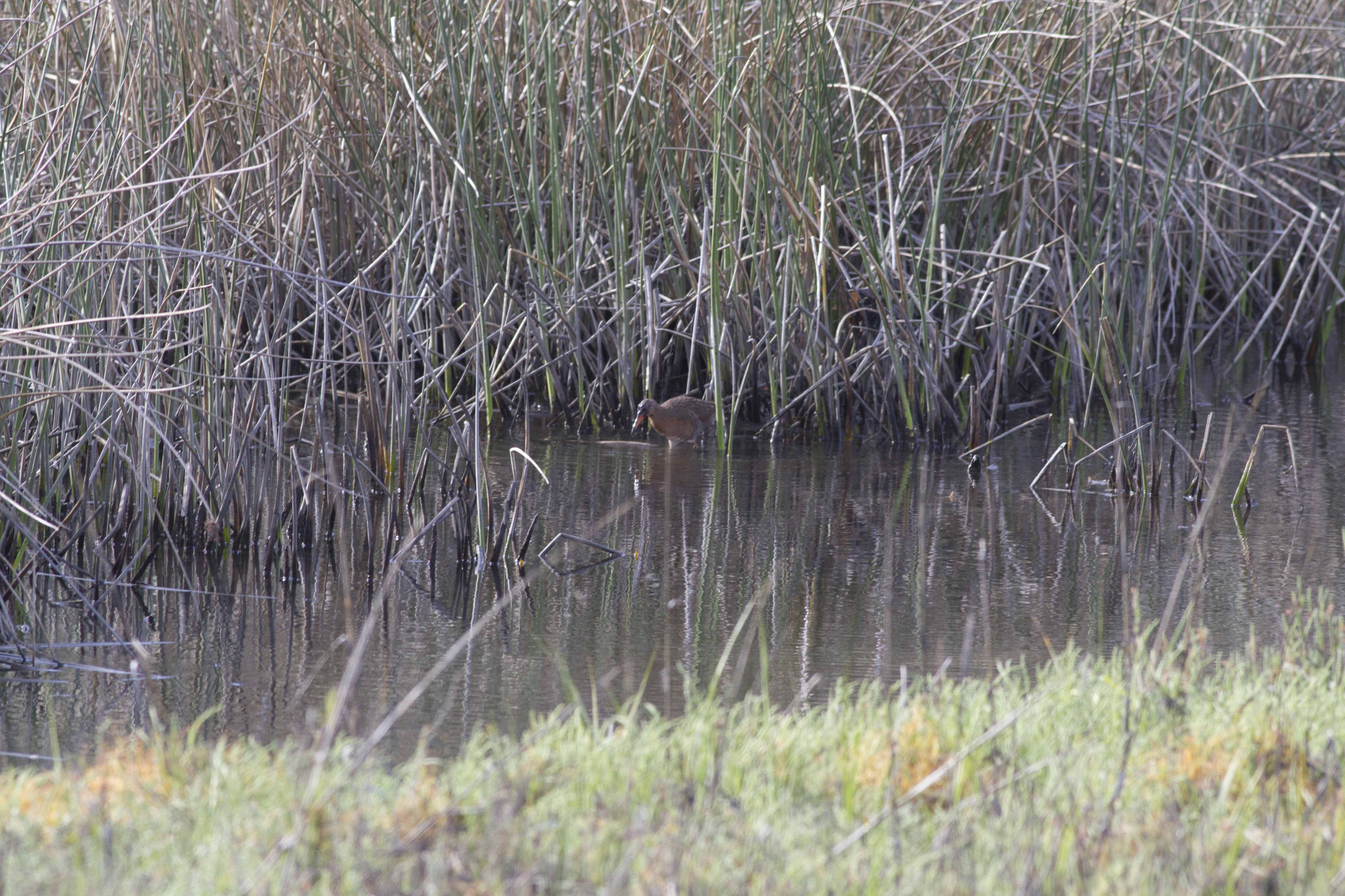 Ridgeway's Rail (LF Clapper Rail), Famosa Slough _PJ_Falatek.jpg