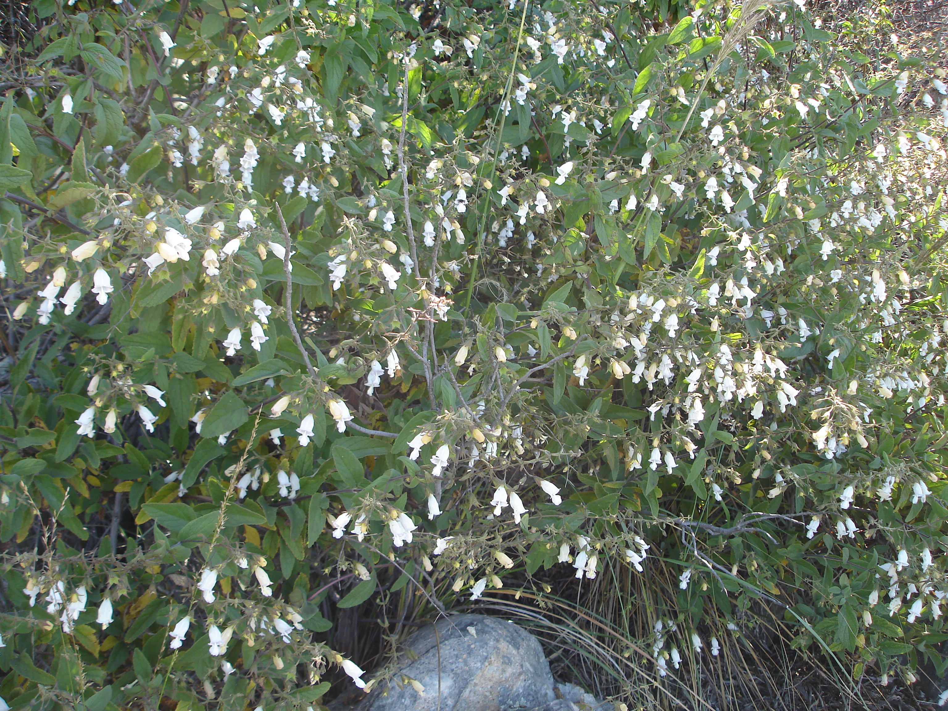 Lepechinia ganderi San Miguel Mountain 21 June 200