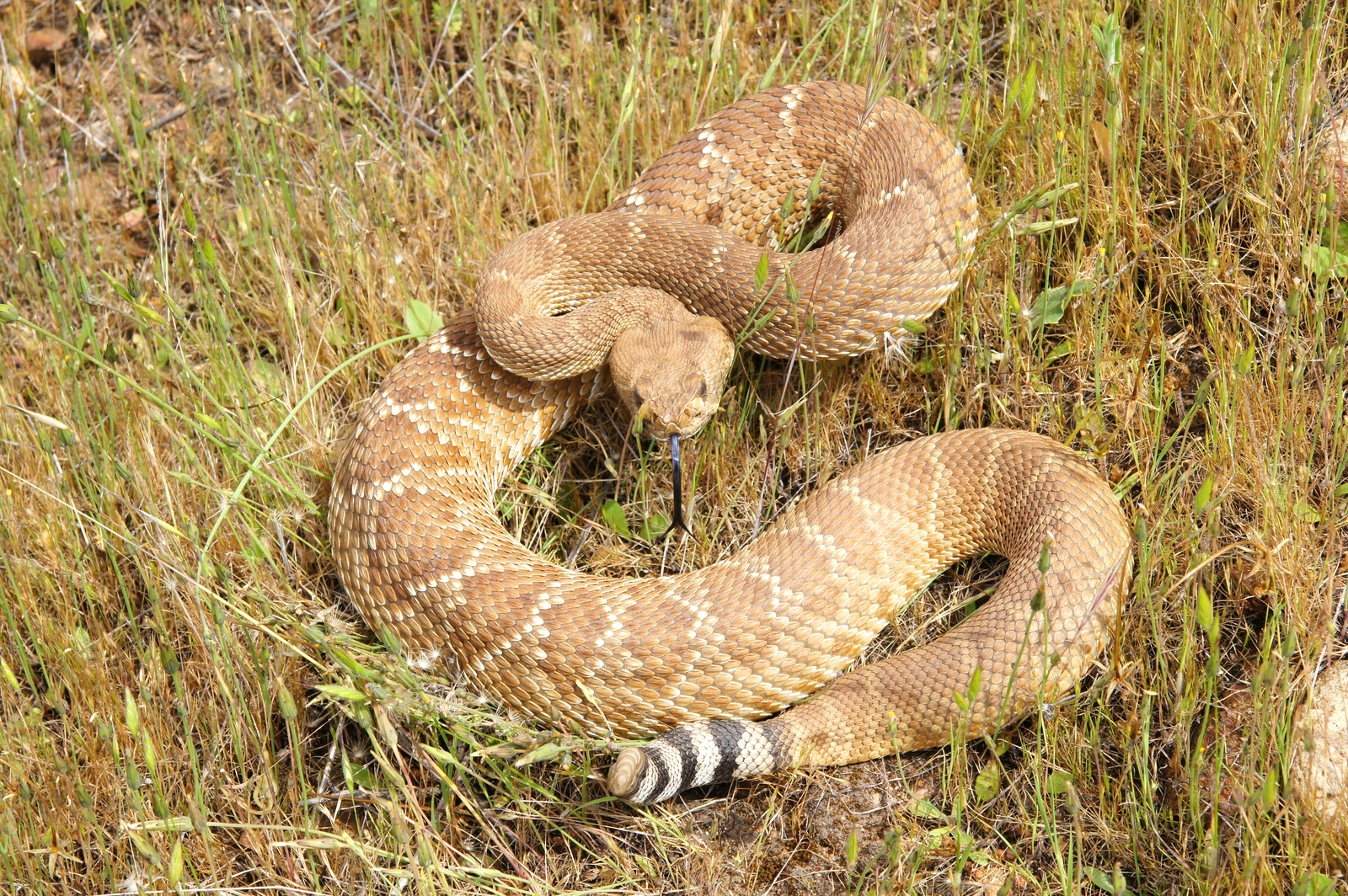 Red Diamond Rattlesnake.JPG