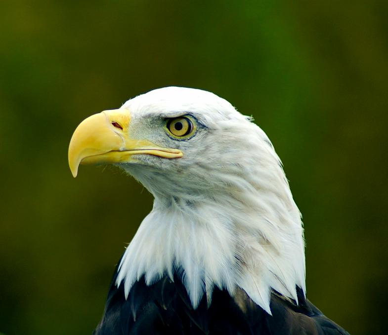 BaldEagle_BeverlyAndPack.jpg
