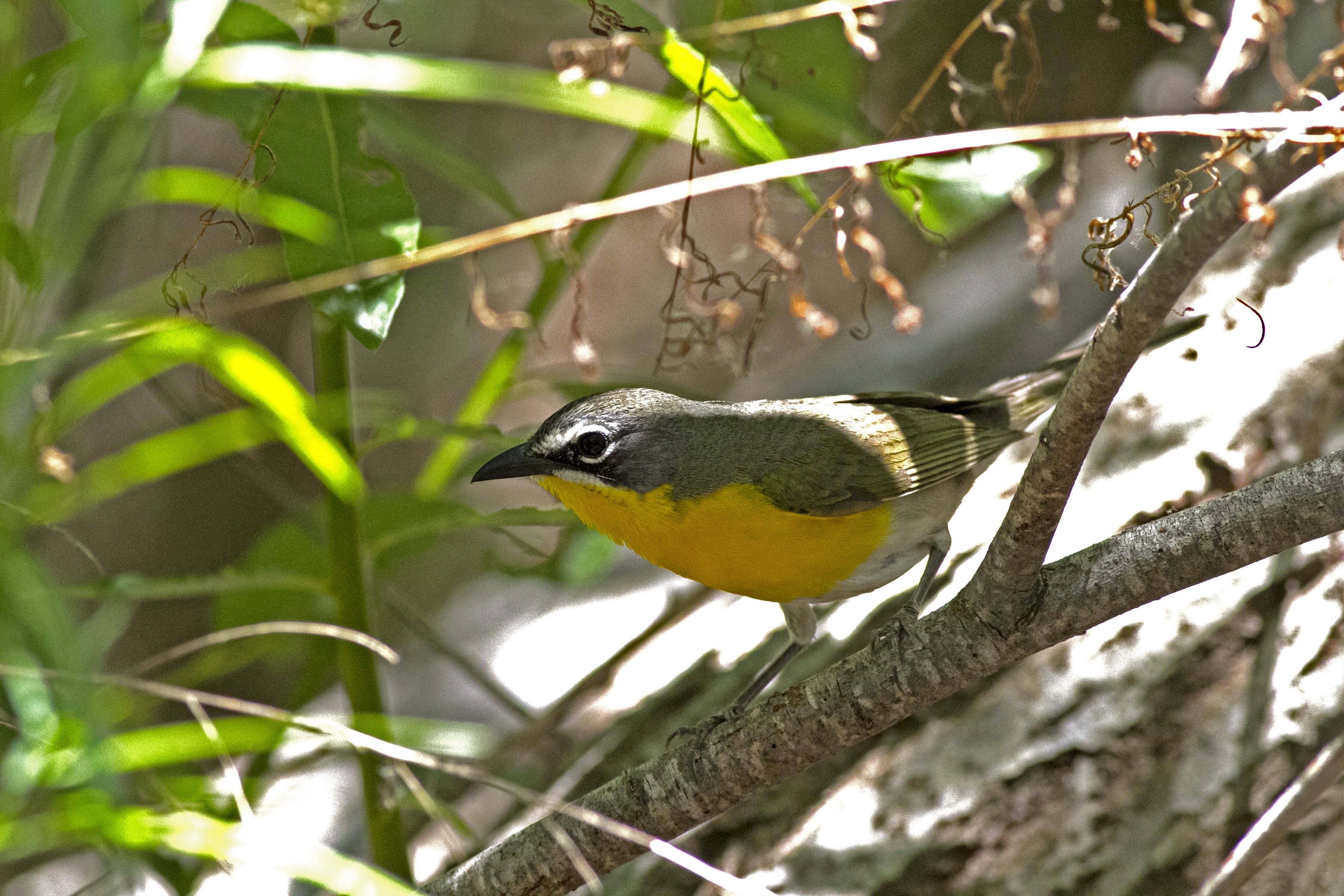 Yellow-breasted Chat, San Luis Rey River 2014_PJ_Falatek.jpg
