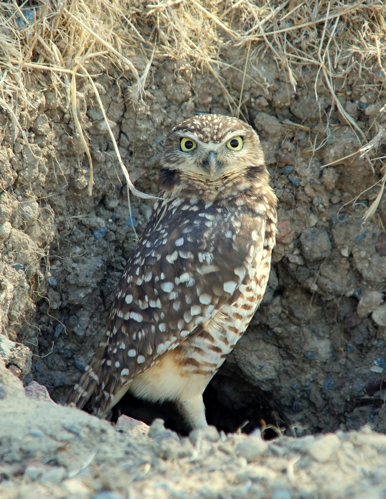 Burrowing Owl.JPG