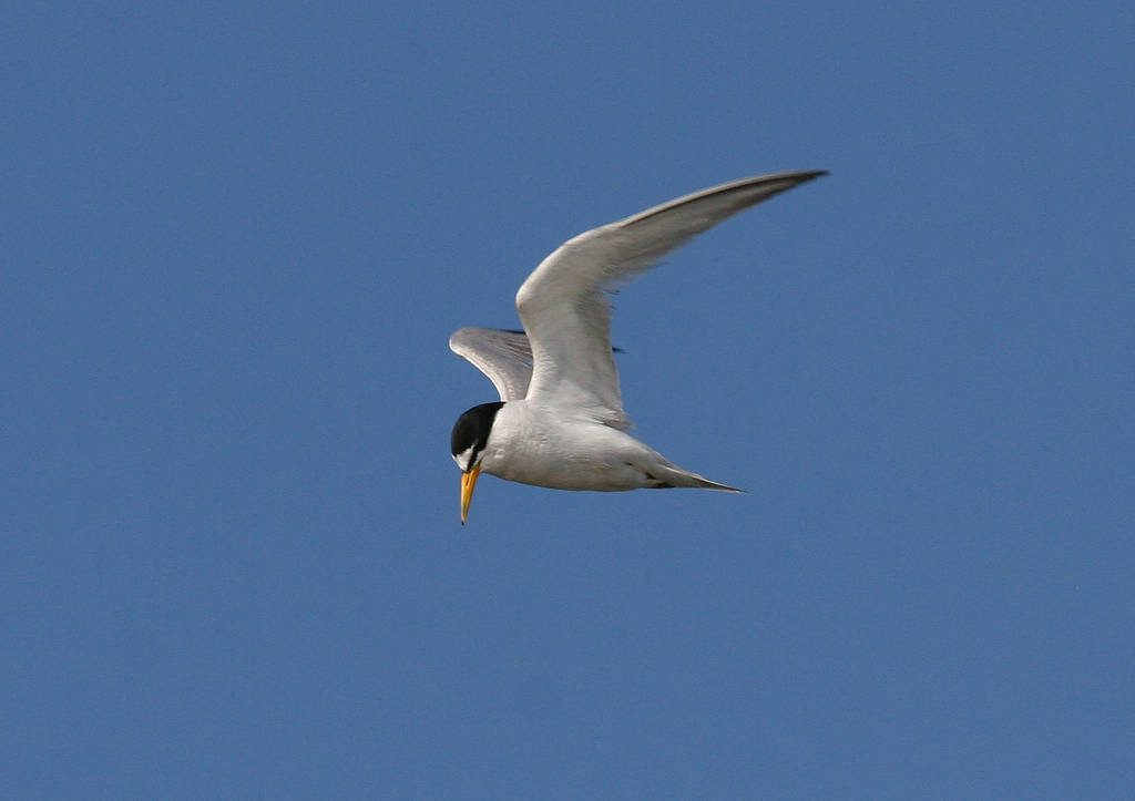 California_least_tern.jpg