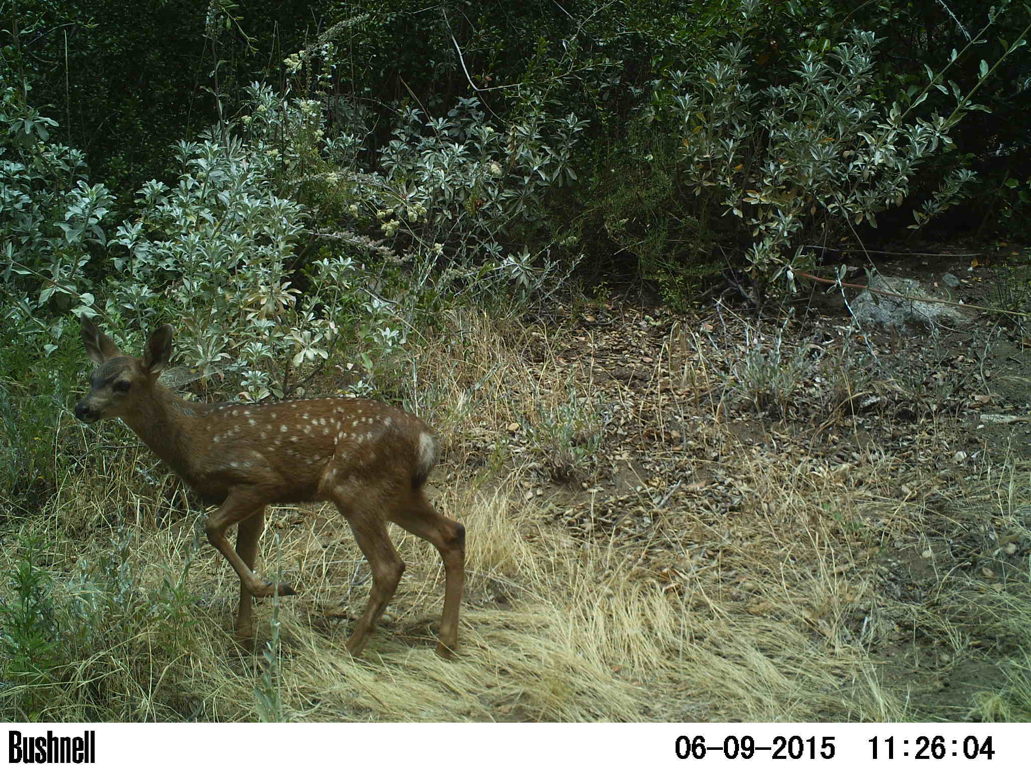 cdfw_smd_fawn_01_Courtesy Randy Botta CDFW.JPG