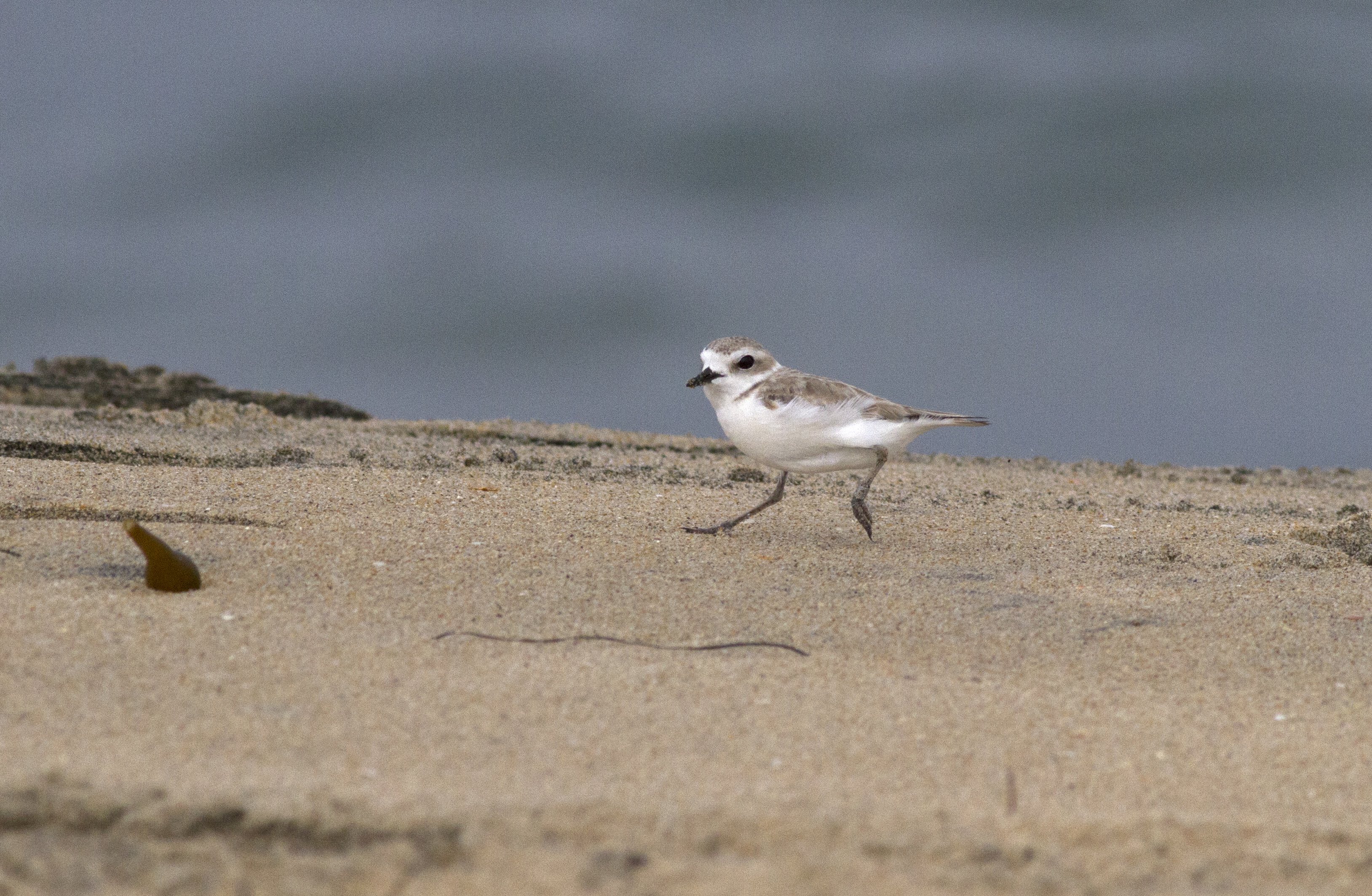 Western Snowy Plover, Imperial Beach_PJ_Falatek.jpg