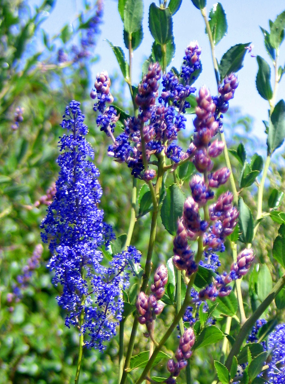 Ceanothus cyaneus_02.jpg