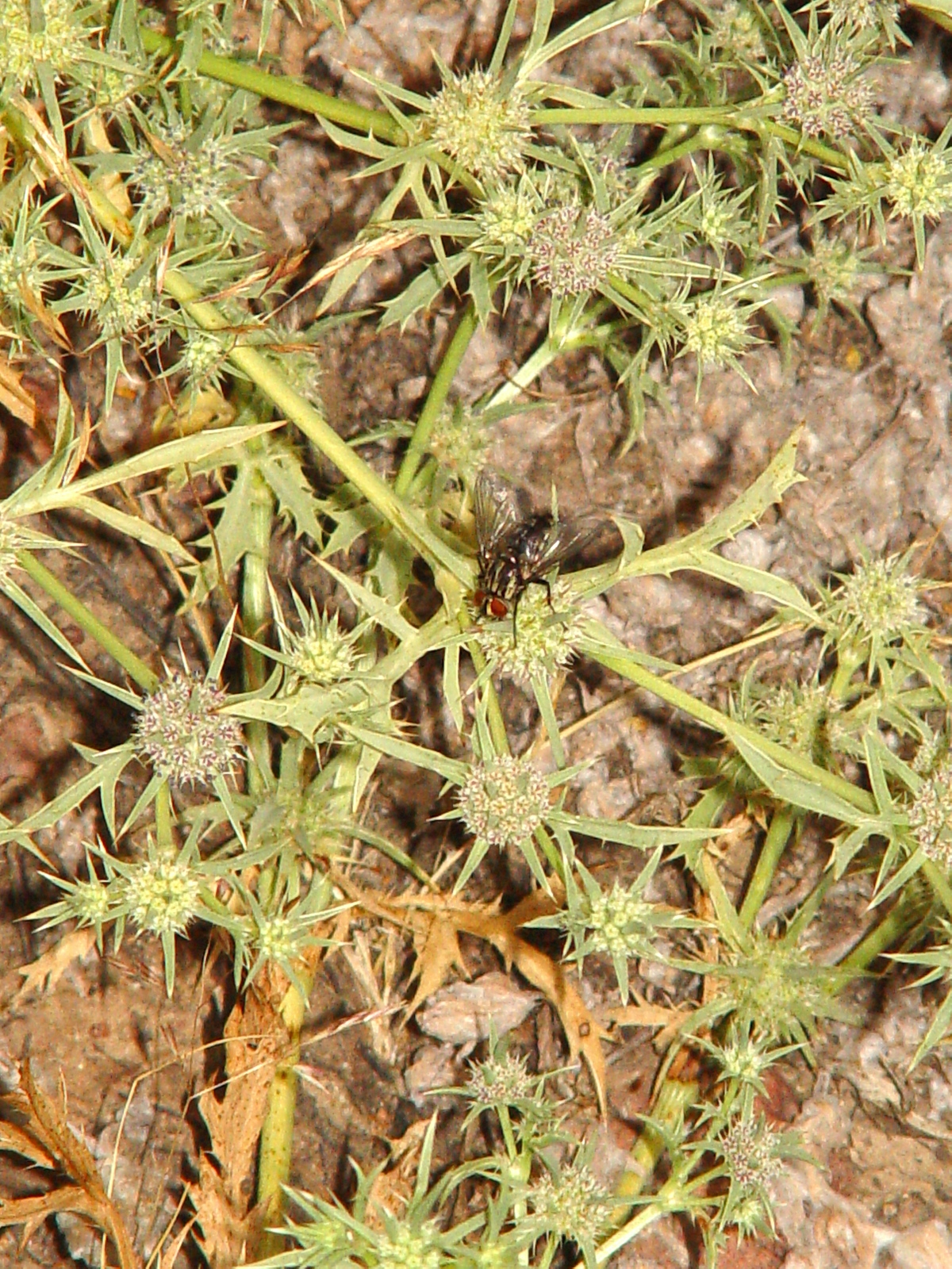 Eryngium.jpg