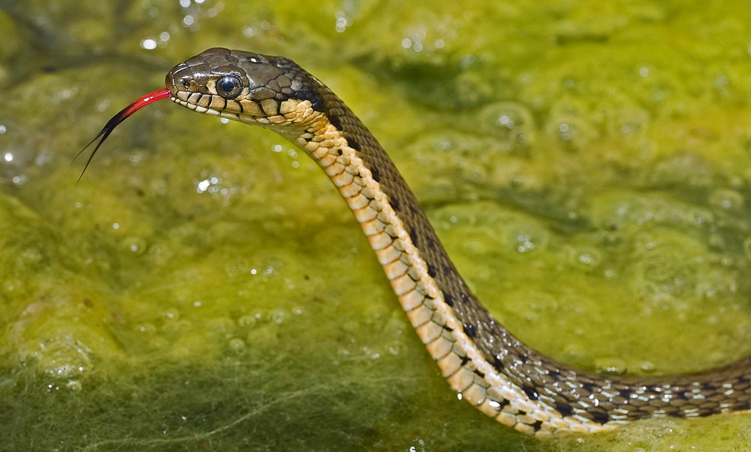 two-striped_garter_snake_CBrown.jpg