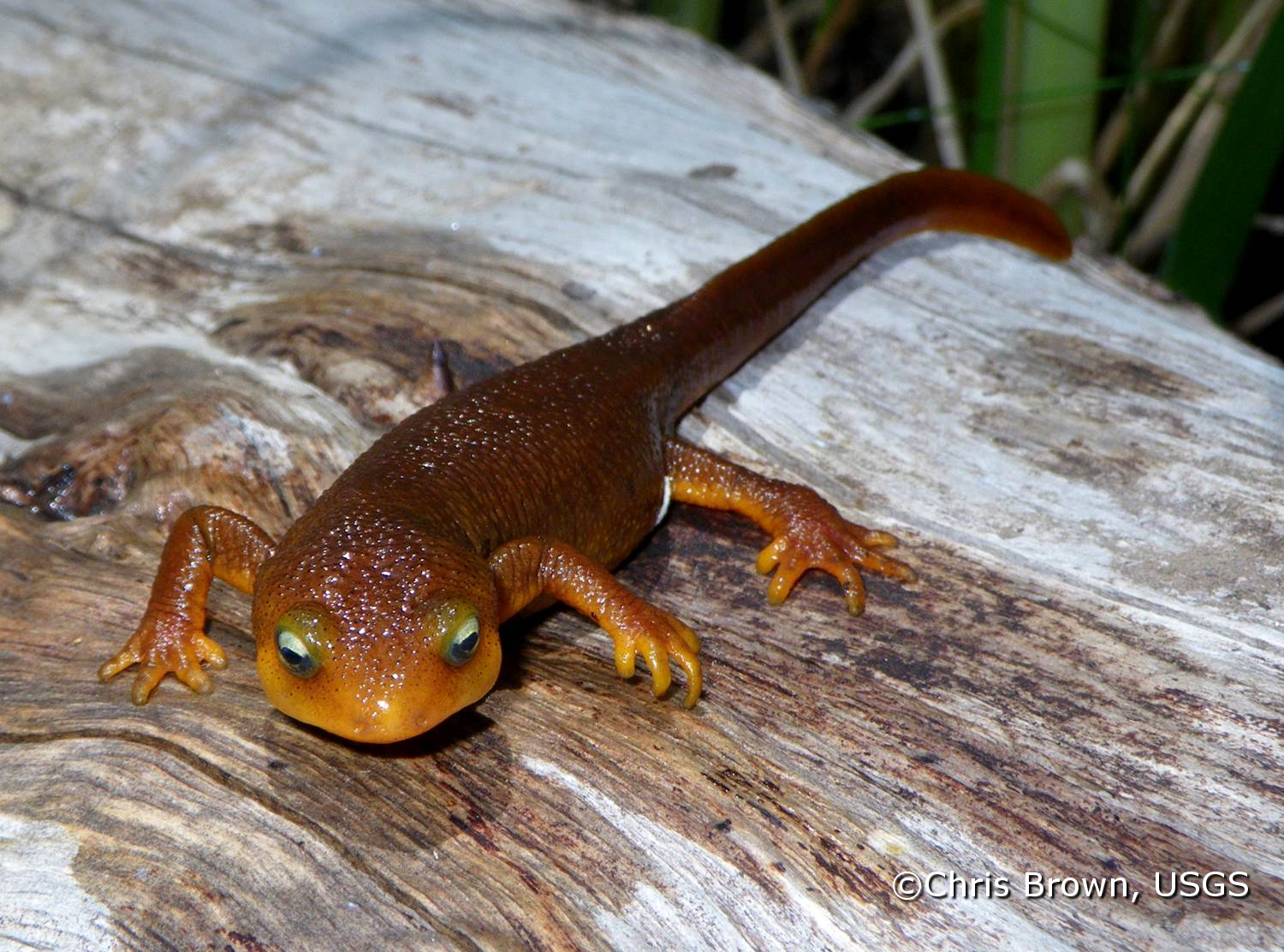 California_newt_CBrown_watermark.jpg